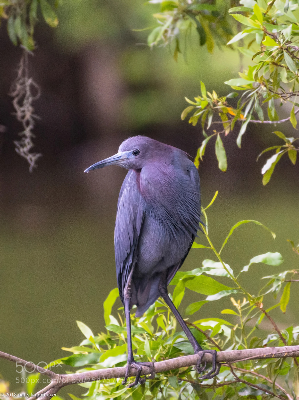 Nikon D7200 sample photo. Little blue heron photography