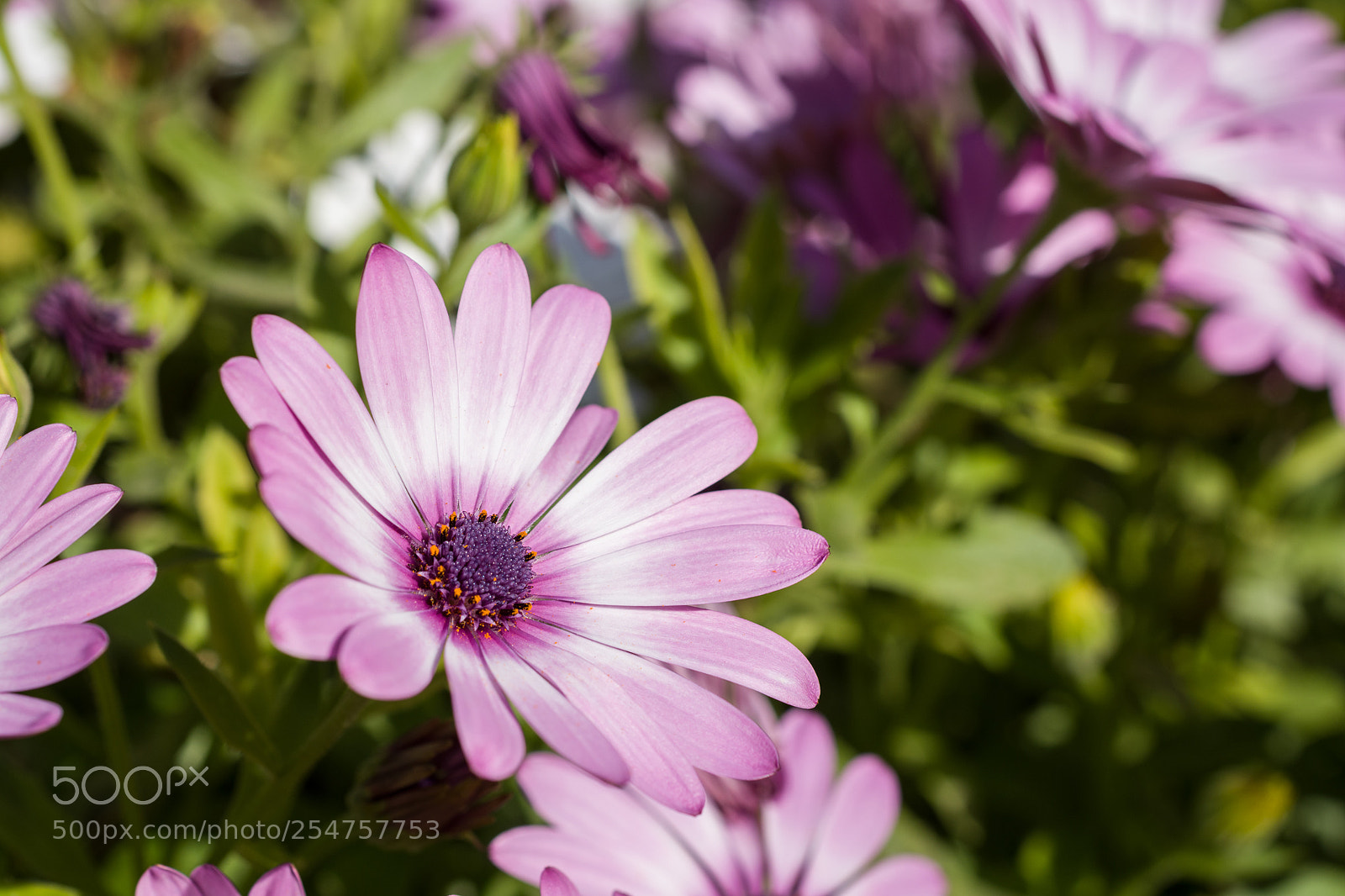 Nikon D5500 sample photo. Spring is here photography
