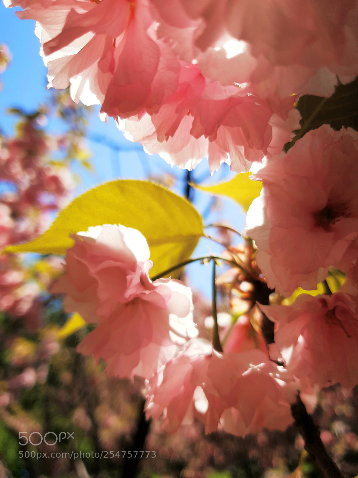 Samsung Galaxy S9+ sample photo. Spring colors photography