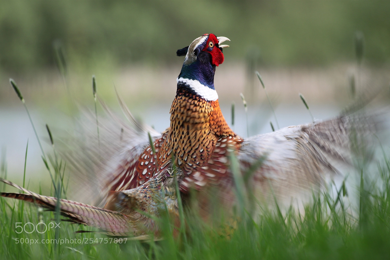 Canon EOS 500D (EOS Rebel T1i / EOS Kiss X3) sample photo. Pheasant photography