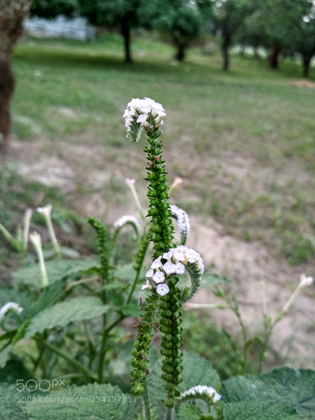 Xiaomi Redmi 4X sample photo. Untitled photography