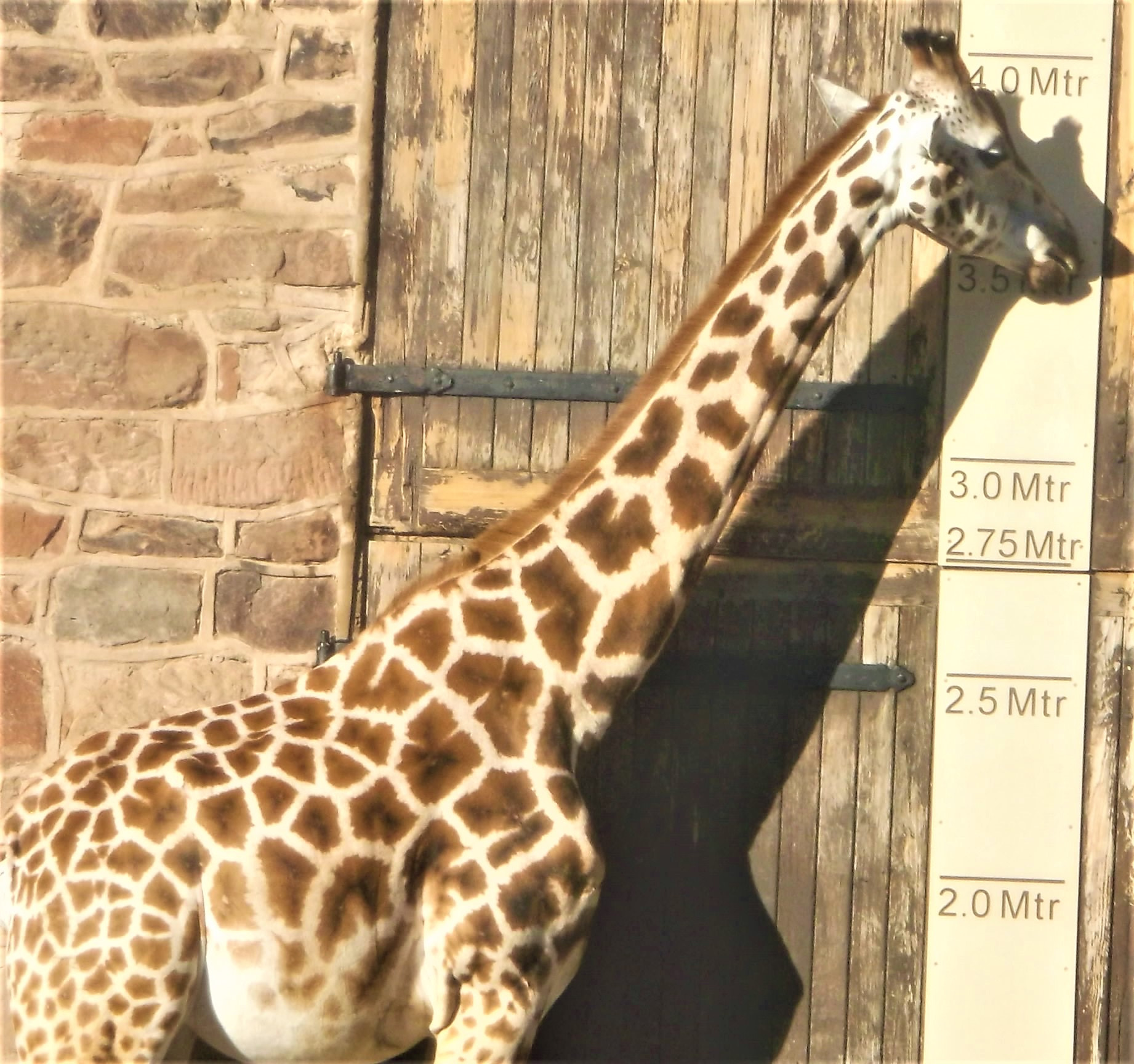 Fujifilm FinePix AX650 sample photo. How tall is are you then mr giraffe photography