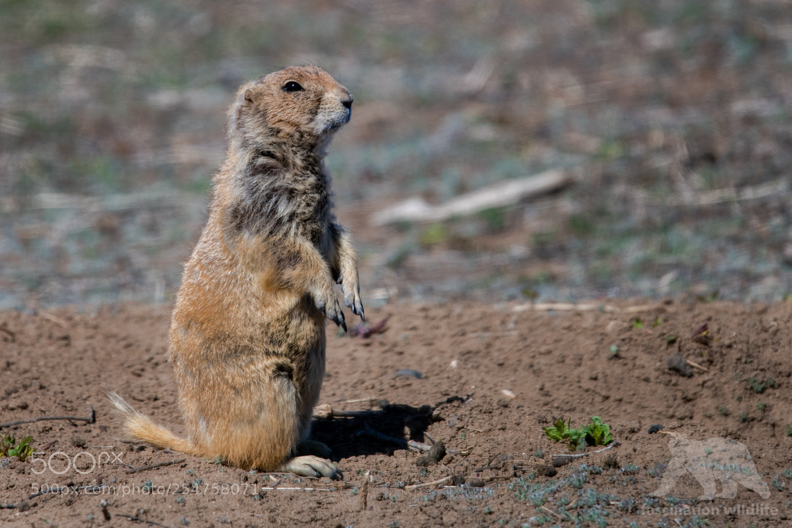 Nikon D850 sample photo. Black-tailed prairie dog photography