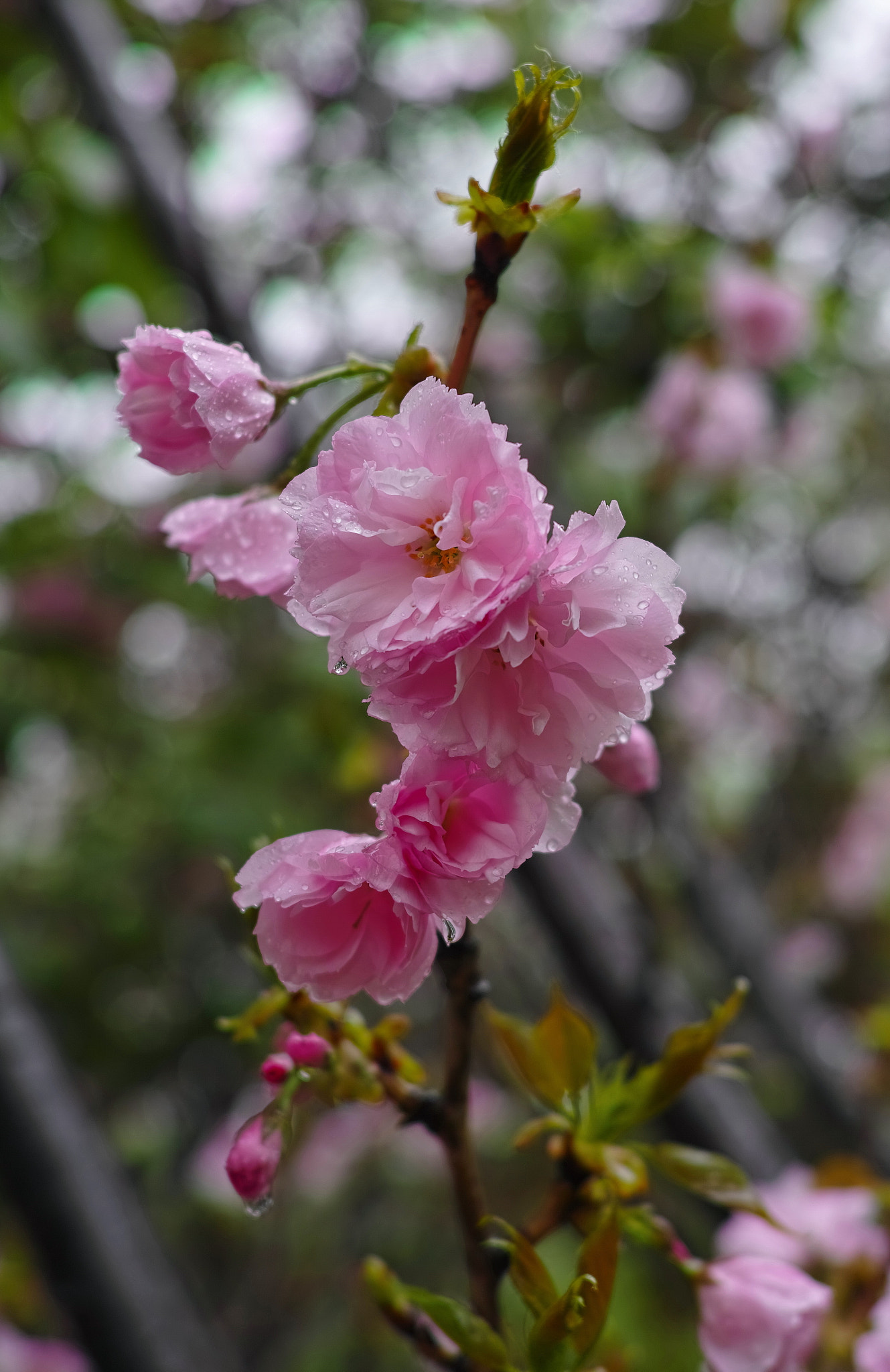 Sigma DP2 Merrill sample photo