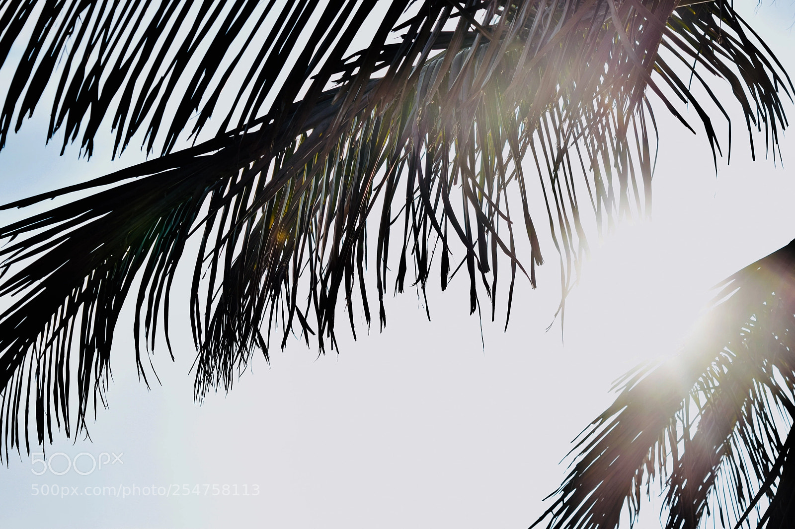 Nikon D5300 sample photo. Sunshine, coconut  leaves  photography