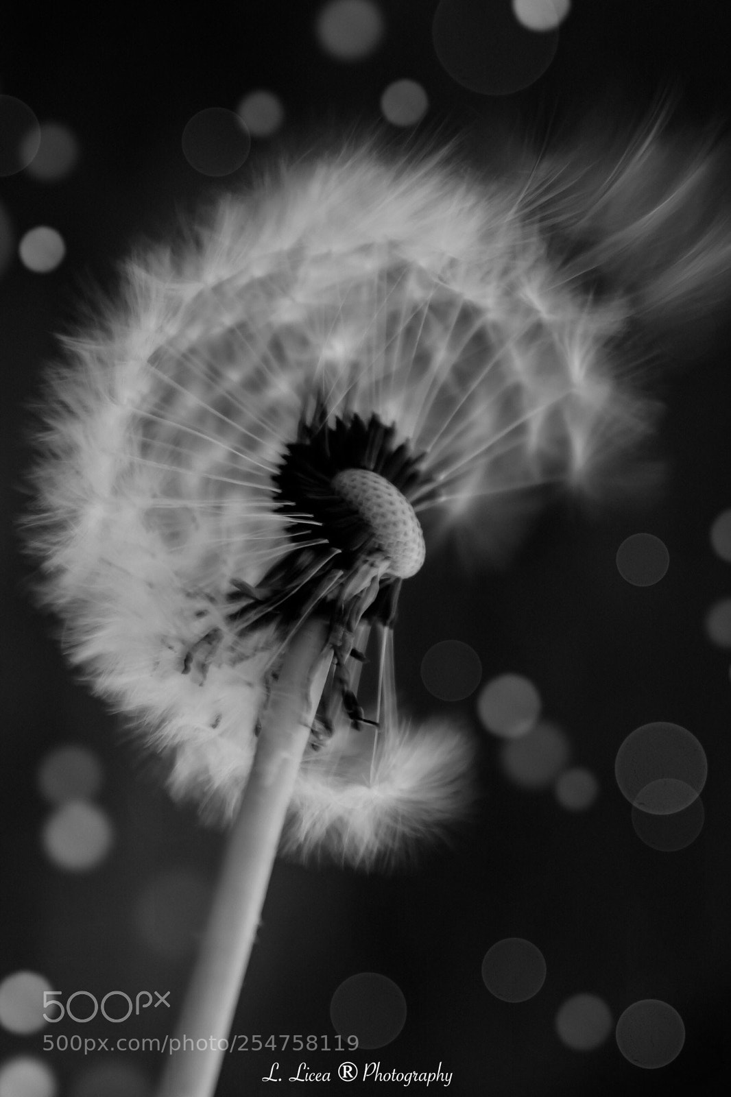 Canon EOS 6D Mark II sample photo. Fly away 14 photography