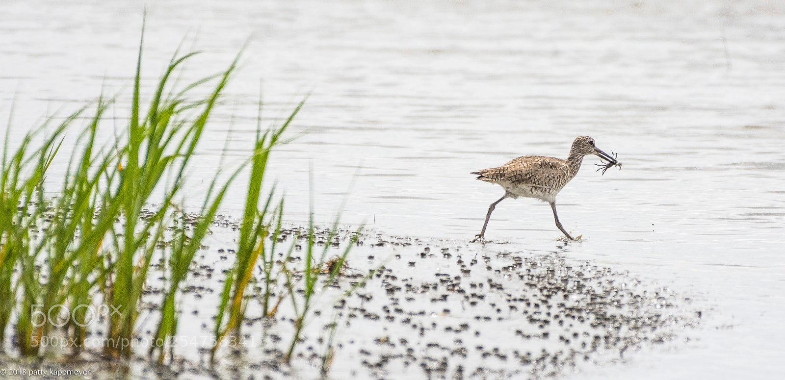 Nikon D7200 sample photo. Willett with crab photography