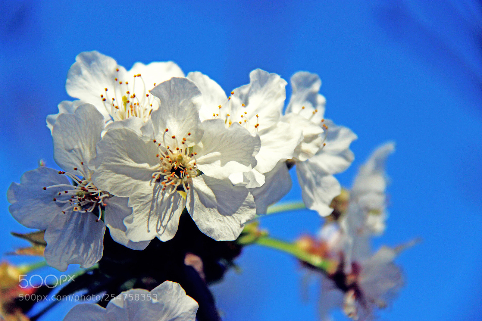 Canon EOS 600D (Rebel EOS T3i / EOS Kiss X5) sample photo. Flor de cirerer https photography