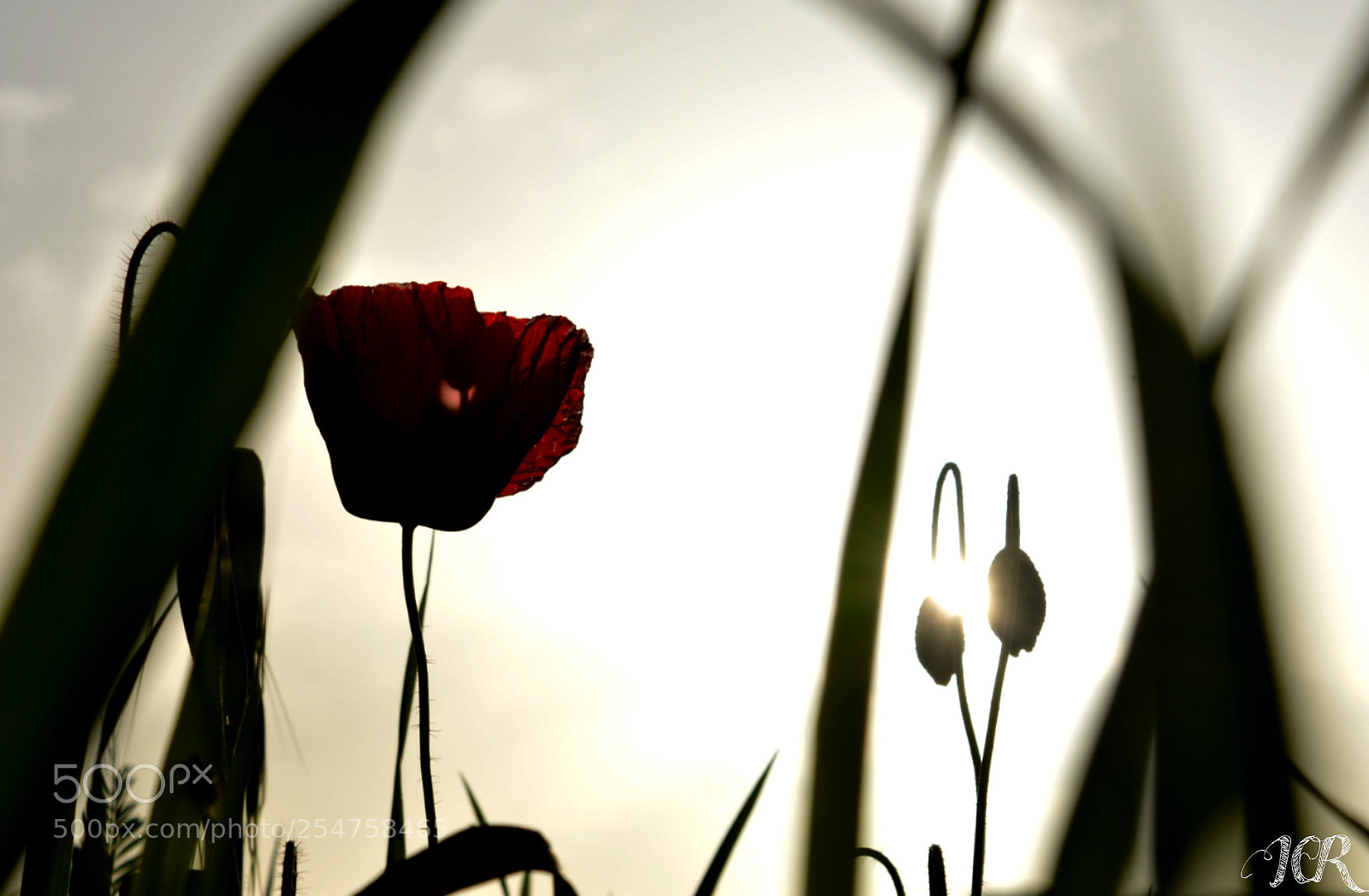 Nikon D5200 sample photo. Amapola y sol photography