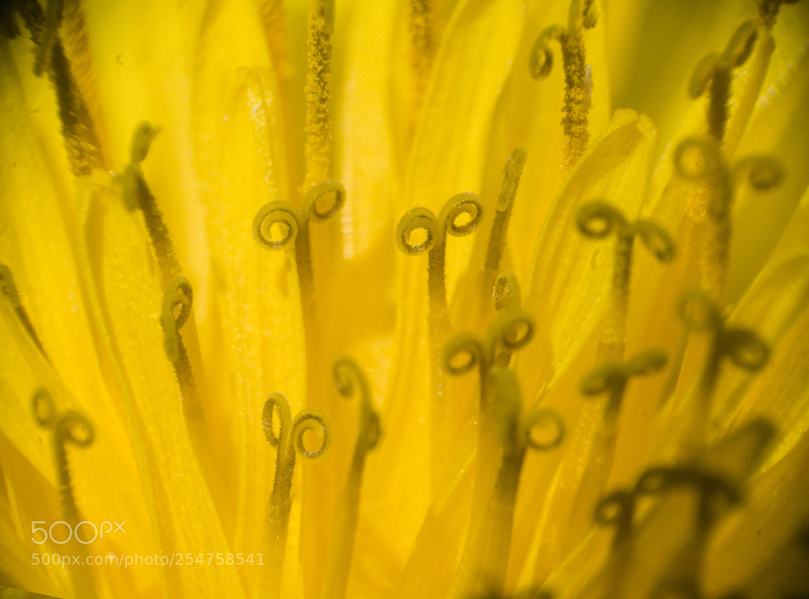 Sony Alpha DSLR-A290 sample photo. Dandelion macro photo photography