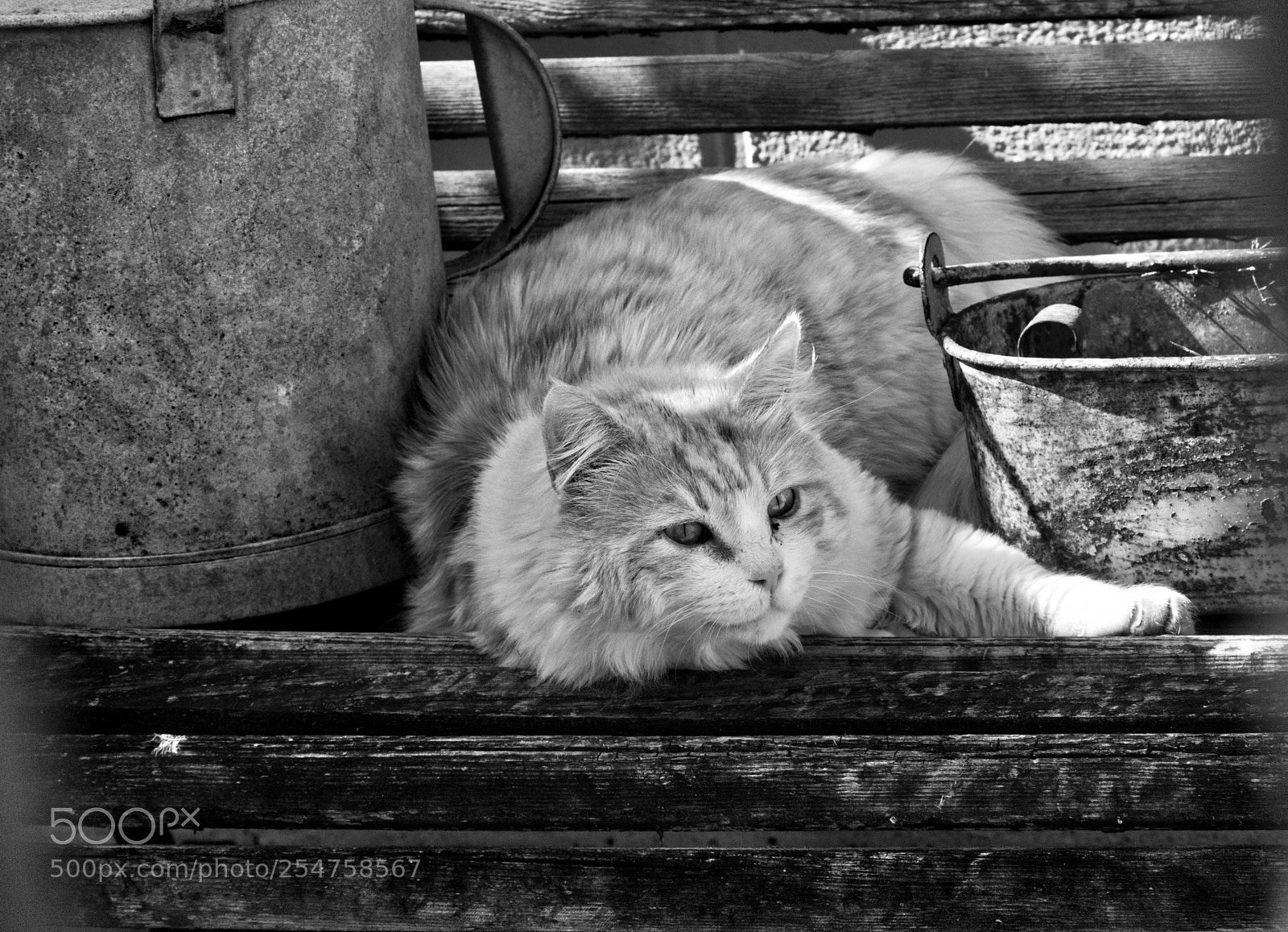 Canon EOS 7D sample photo. Le chat photography