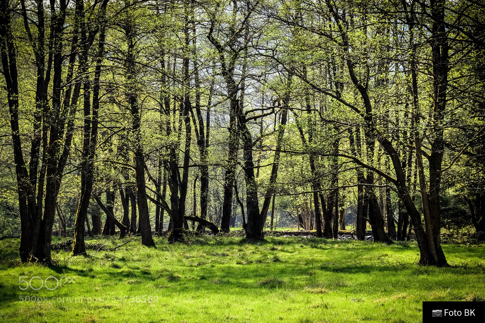 Nikon D3300 sample photo. Springtime 1 photography
