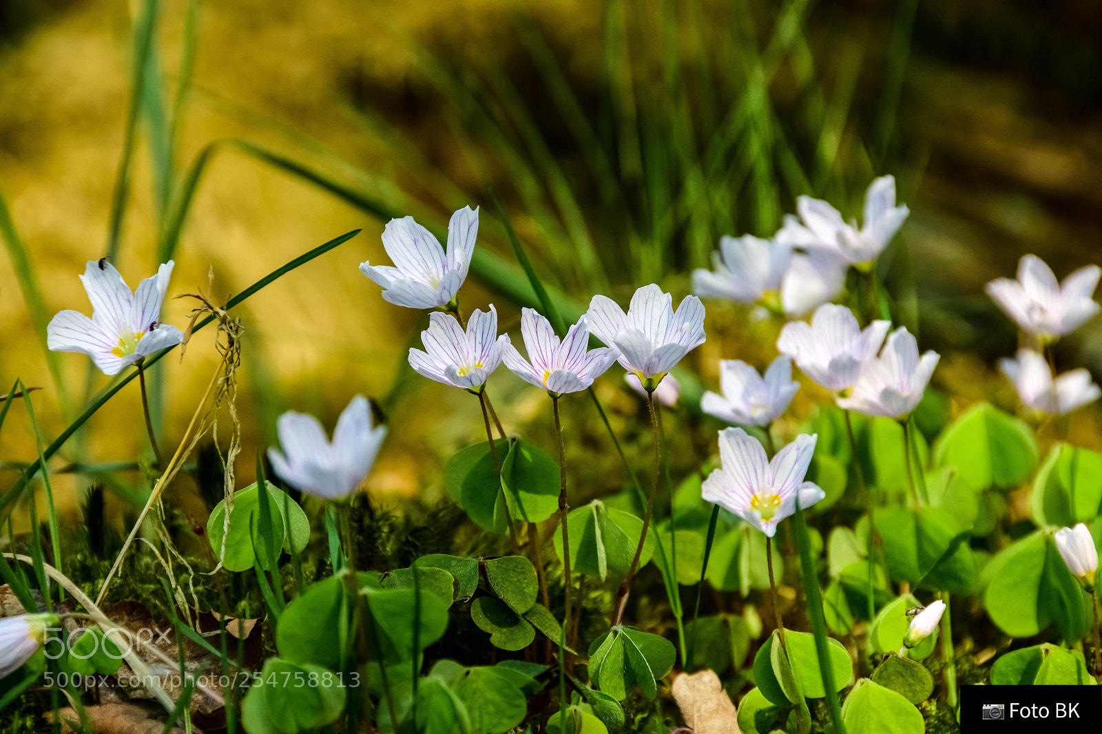 Nikon D3300 sample photo. Springtime 2 photography