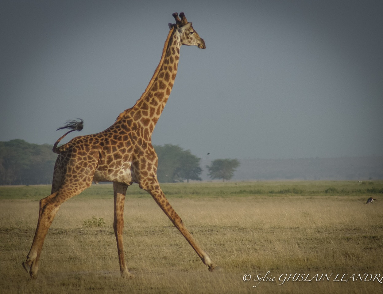 Sony Alpha DSLR-A450 sample photo. Girafe massaï photography