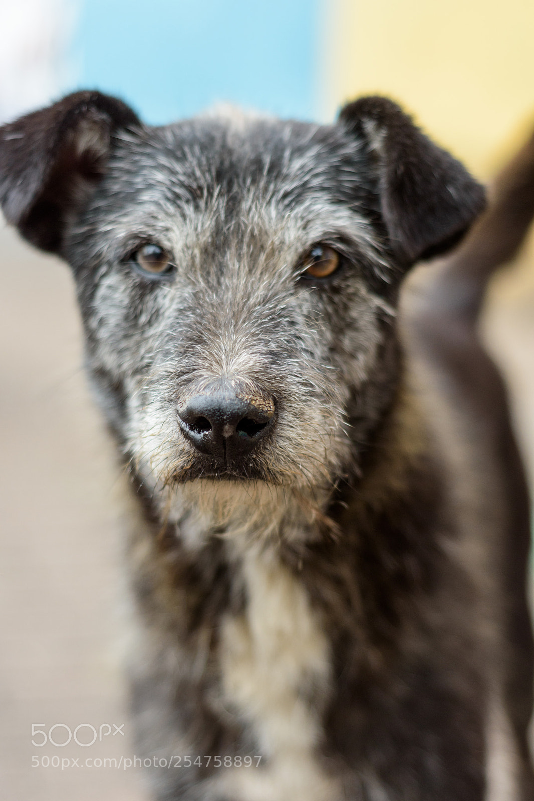 Nikon D5500 sample photo. Dog eyes photography