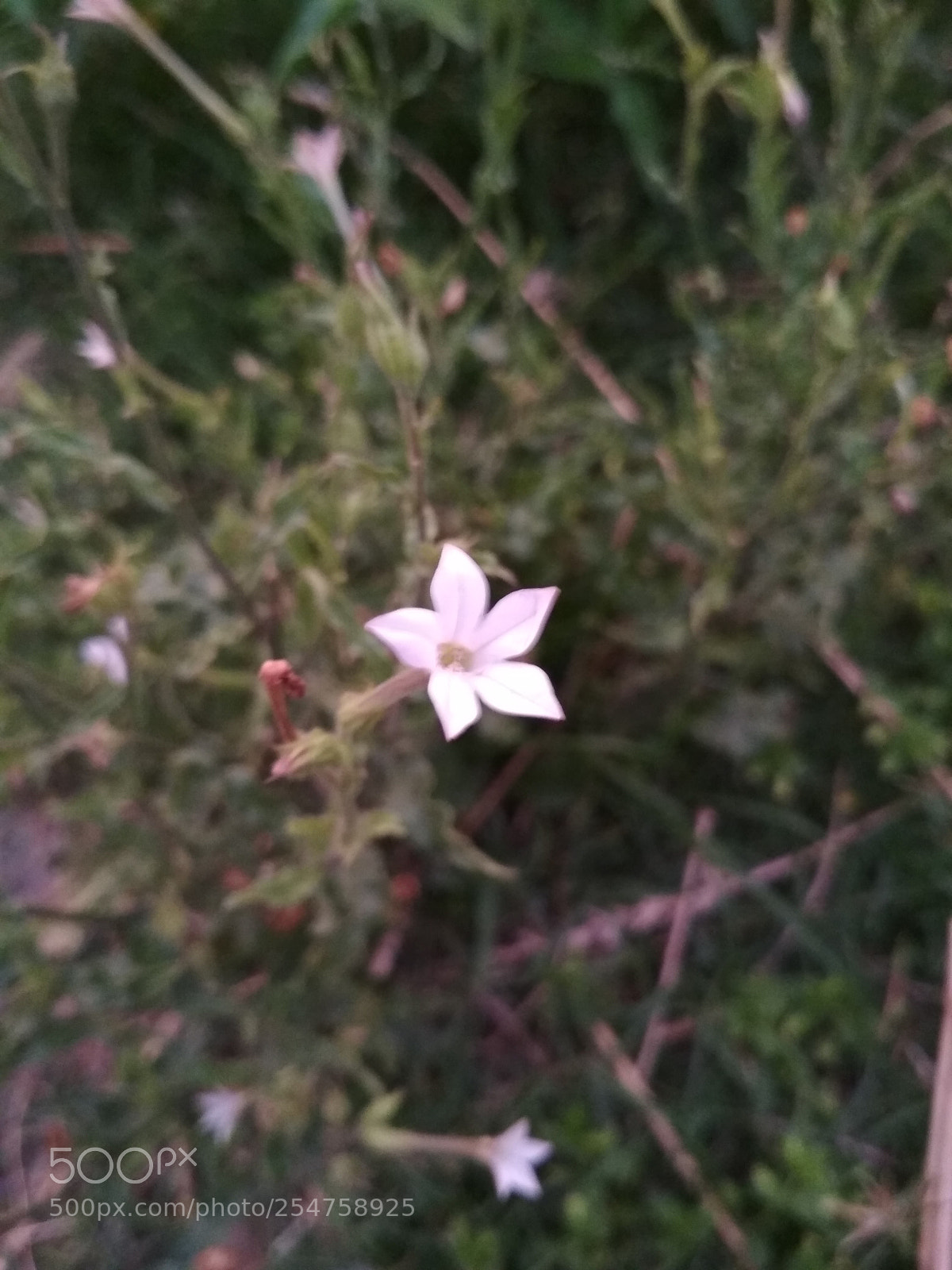 Xiaomi Redmi 4X sample photo. Untitled photography