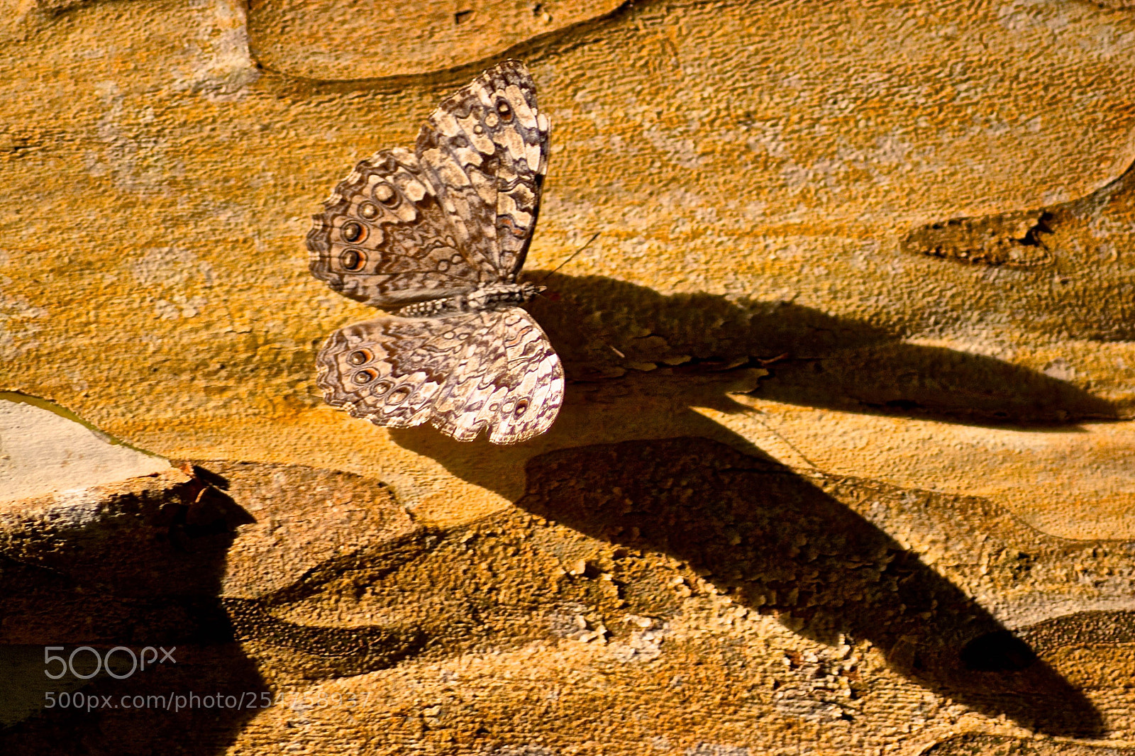 Nikon D7100 sample photo. Butterfly with shadow photography