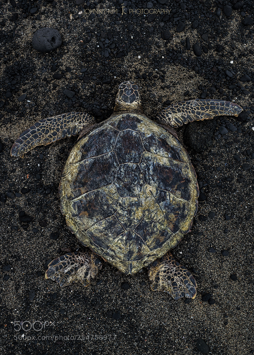 Nikon D5300 sample photo. Earthen honu  photography