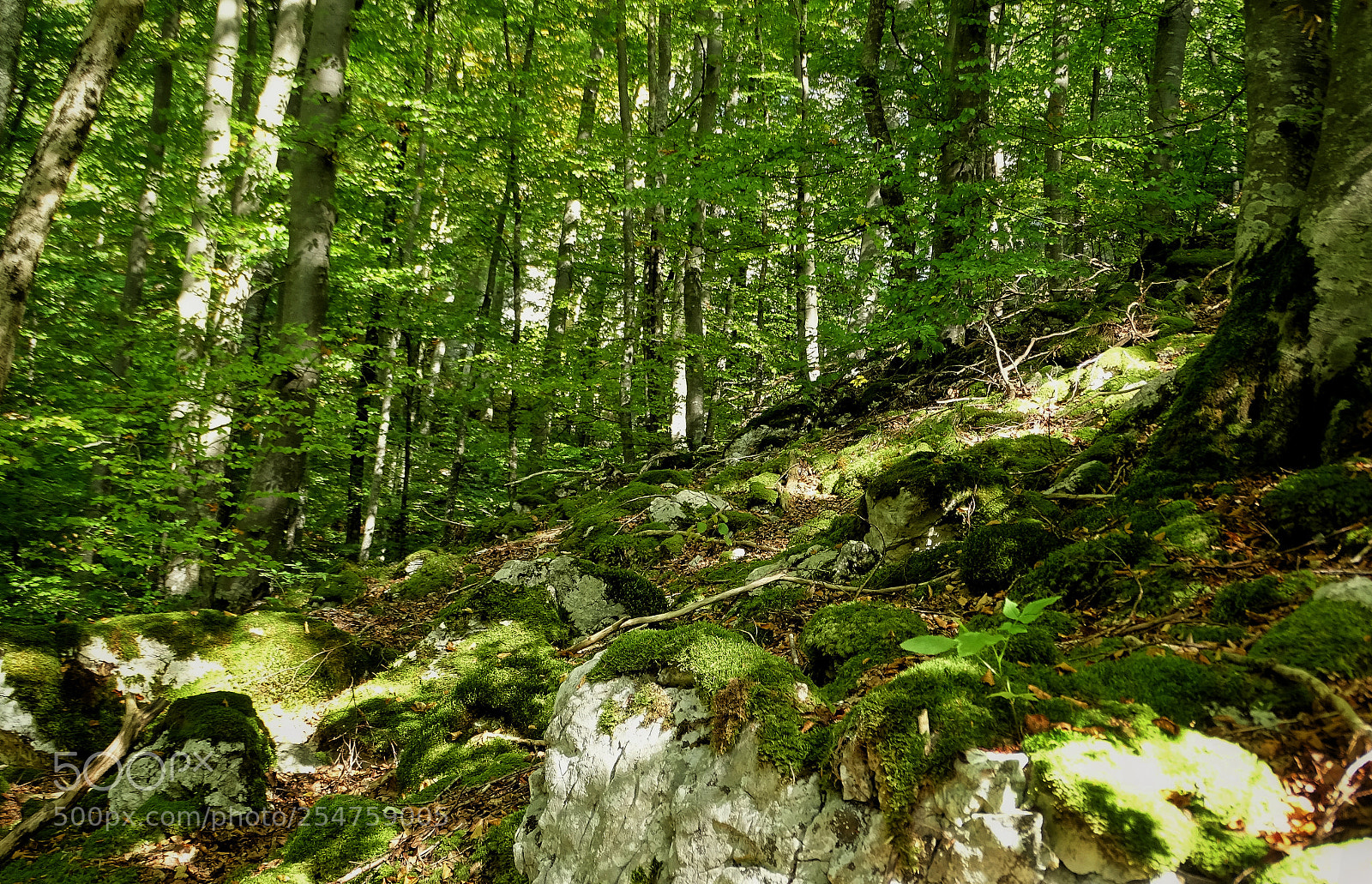 Sony Cyber-shot DSC-HX400V sample photo. Moss everywhere photography