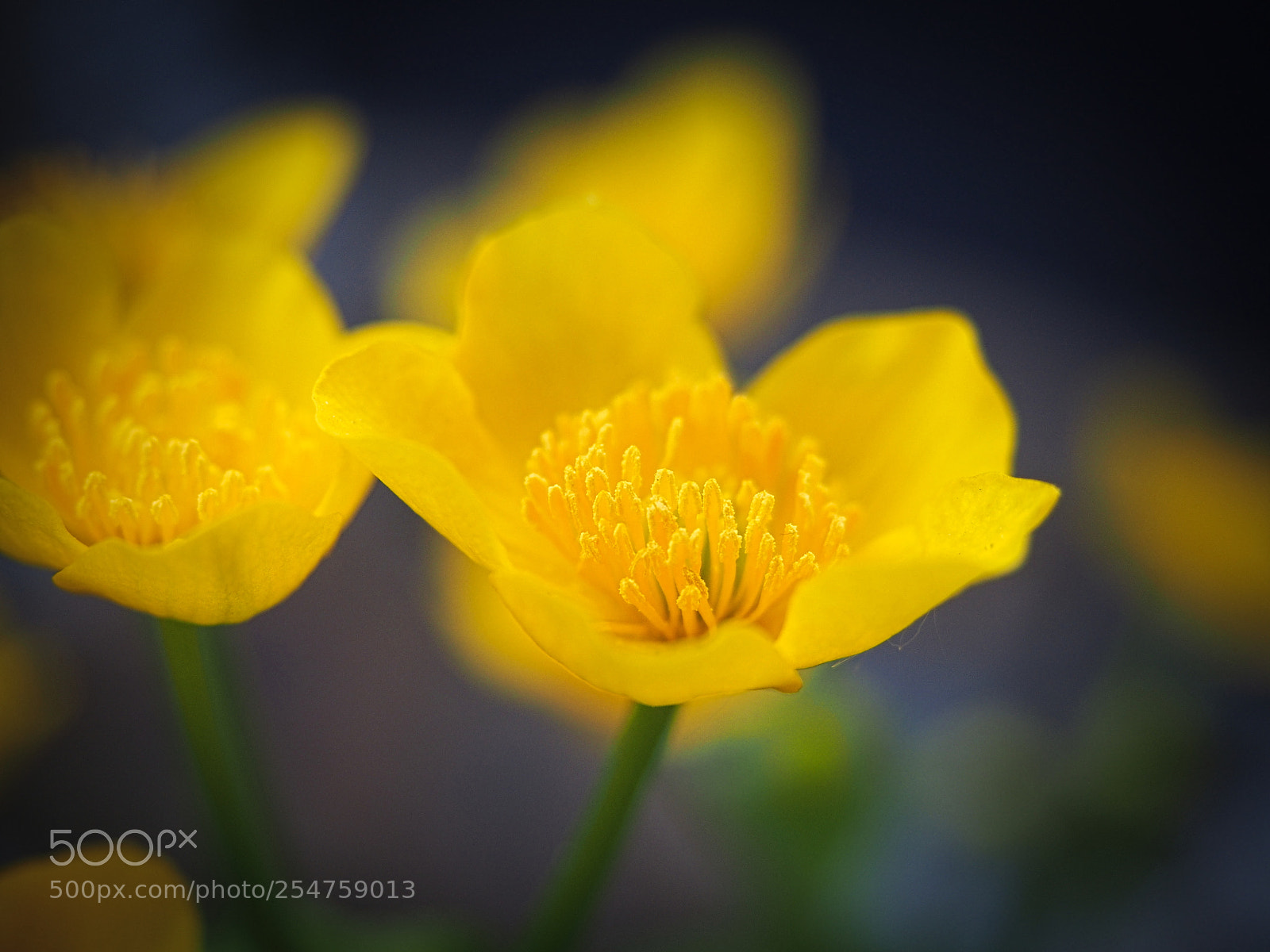 Olympus PEN E-PL5 sample photo. Buttercup photography