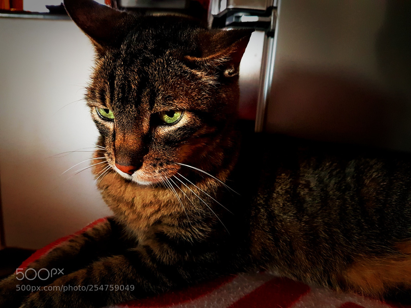 Samsung Galaxy S7 Edge sample photo. My tiny tiger photography