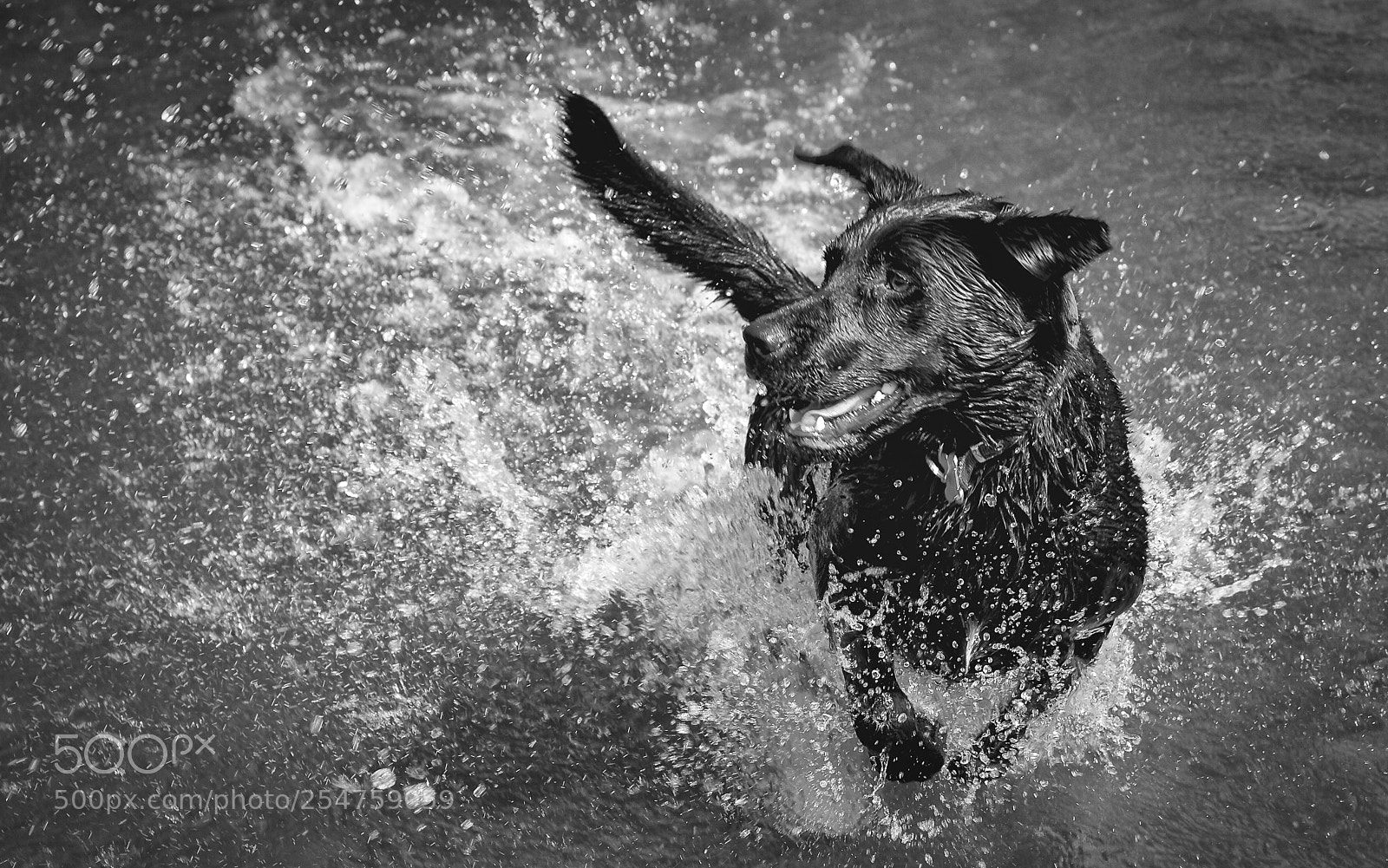Canon EOS 7D sample photo. Paddle photography