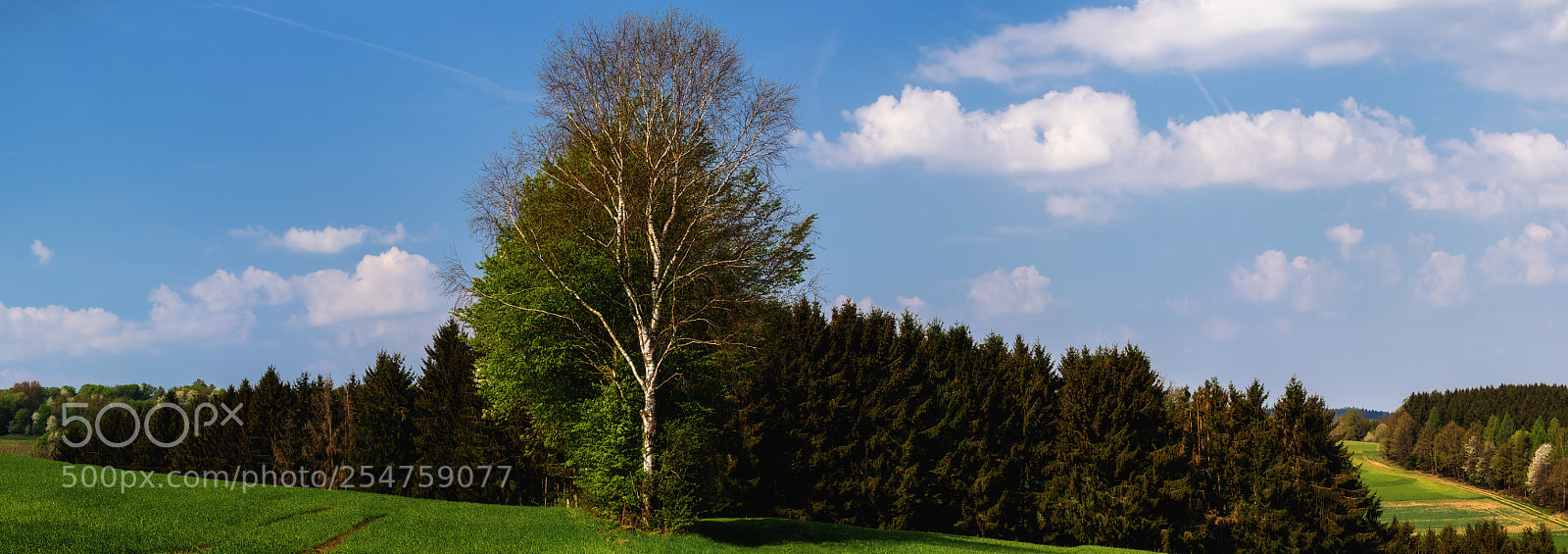 Canon EOS 80D sample photo. Panoramic trees photography