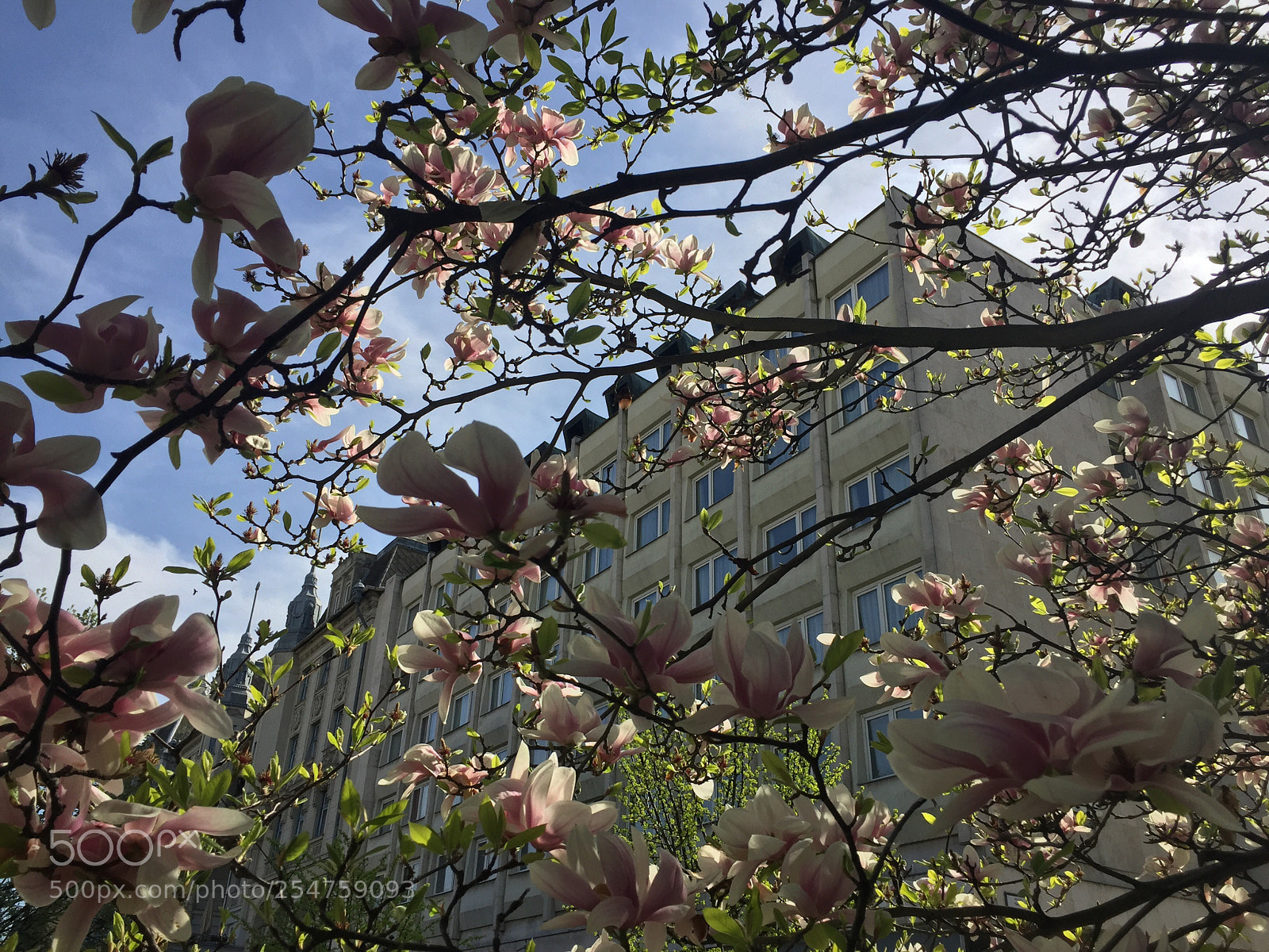 Apple iPhone 6 sample photo. Untitled photography