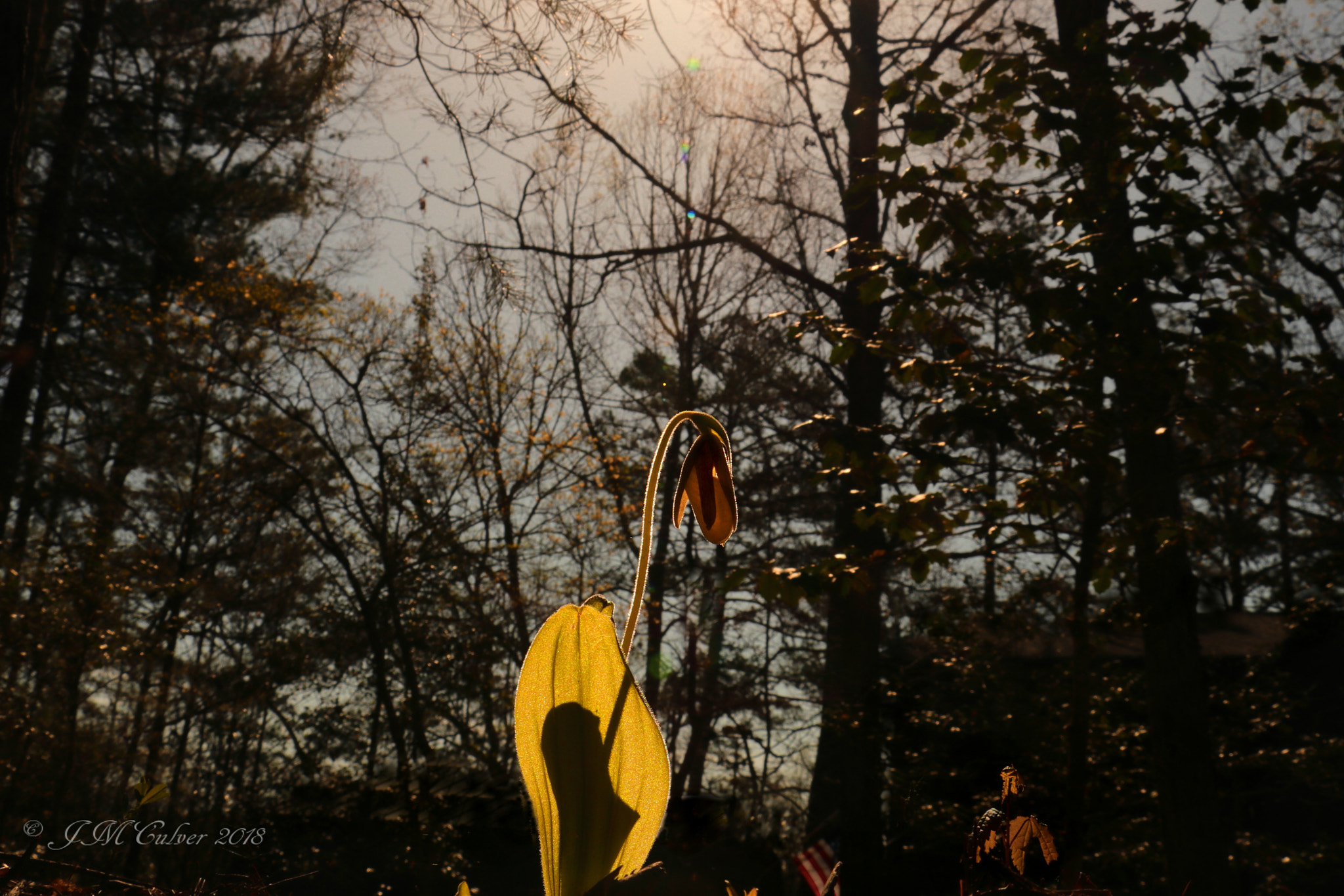 Canon EOS 77D (EOS 9000D / EOS 770D) sample photo. Back lit lady's slipper photography