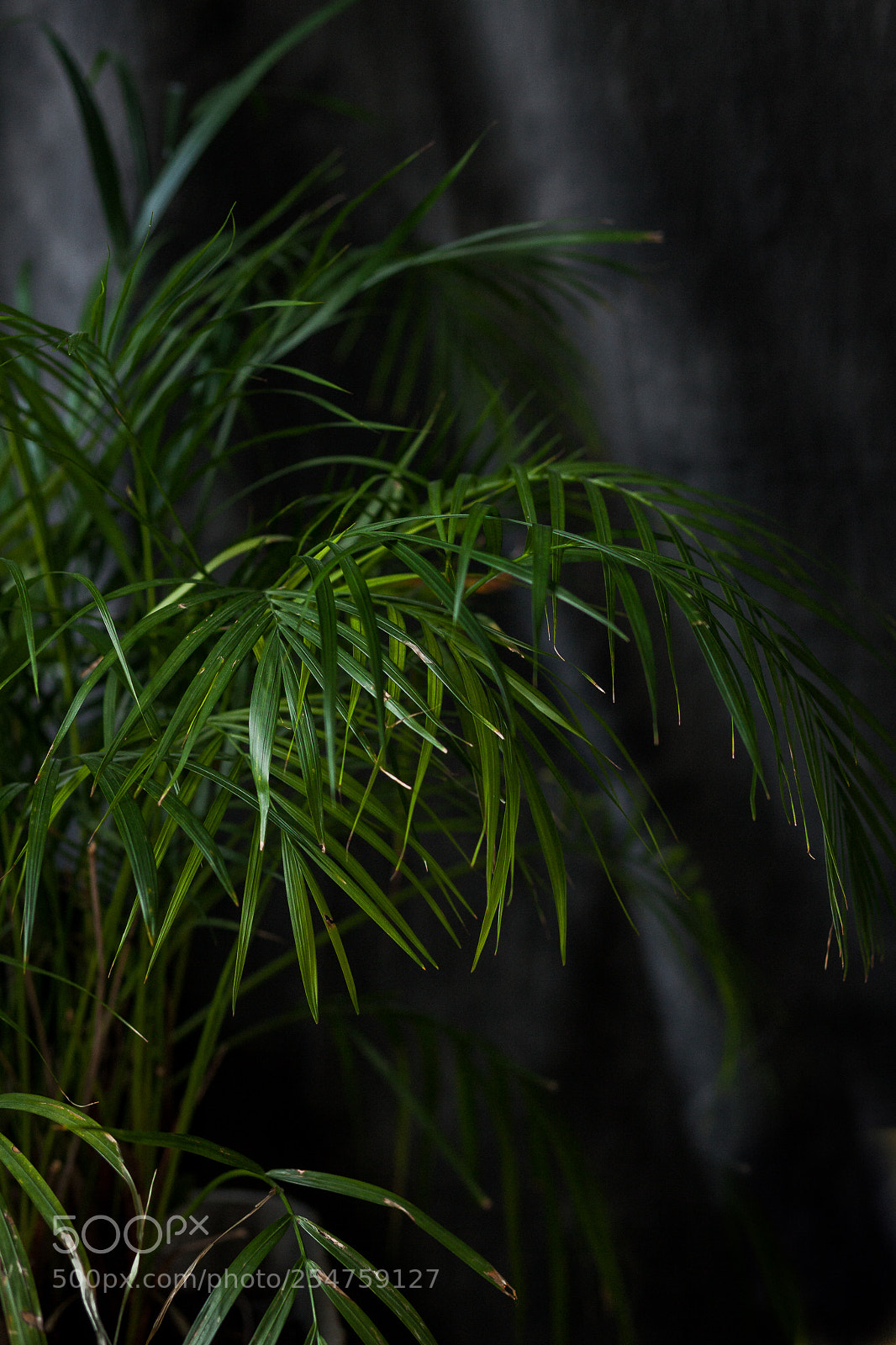 Canon EOS 5D Mark II sample photo. Kenia palm photography