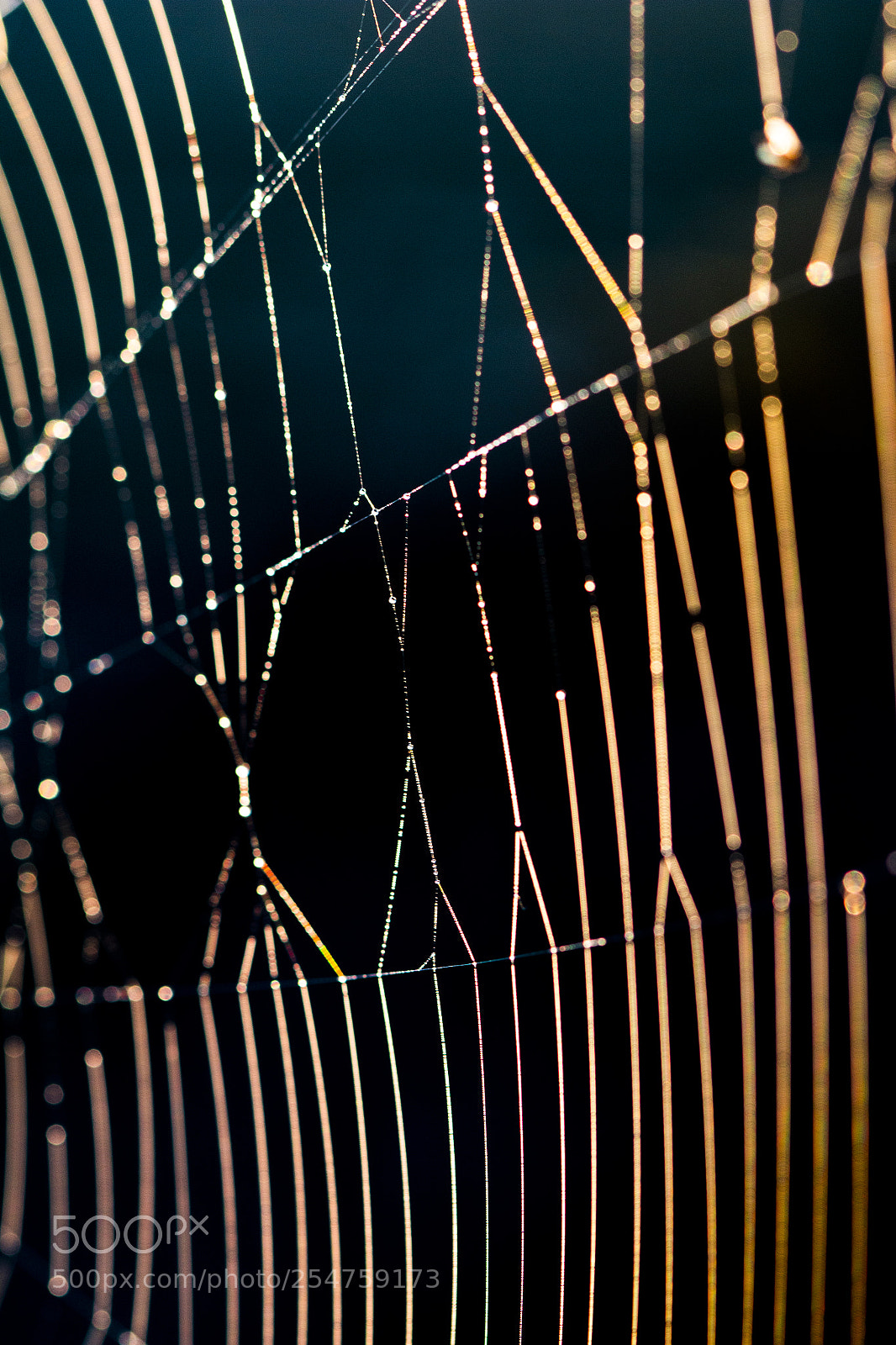 Canon EOS 70D sample photo. Spider web photography