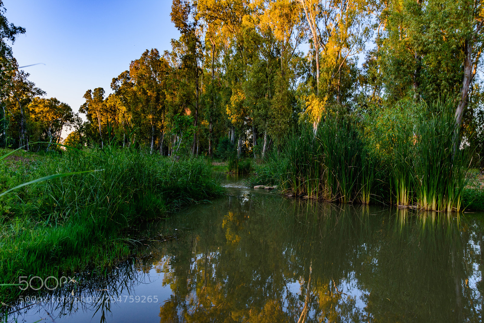 Nikon D7200 sample photo. Evening at park photography