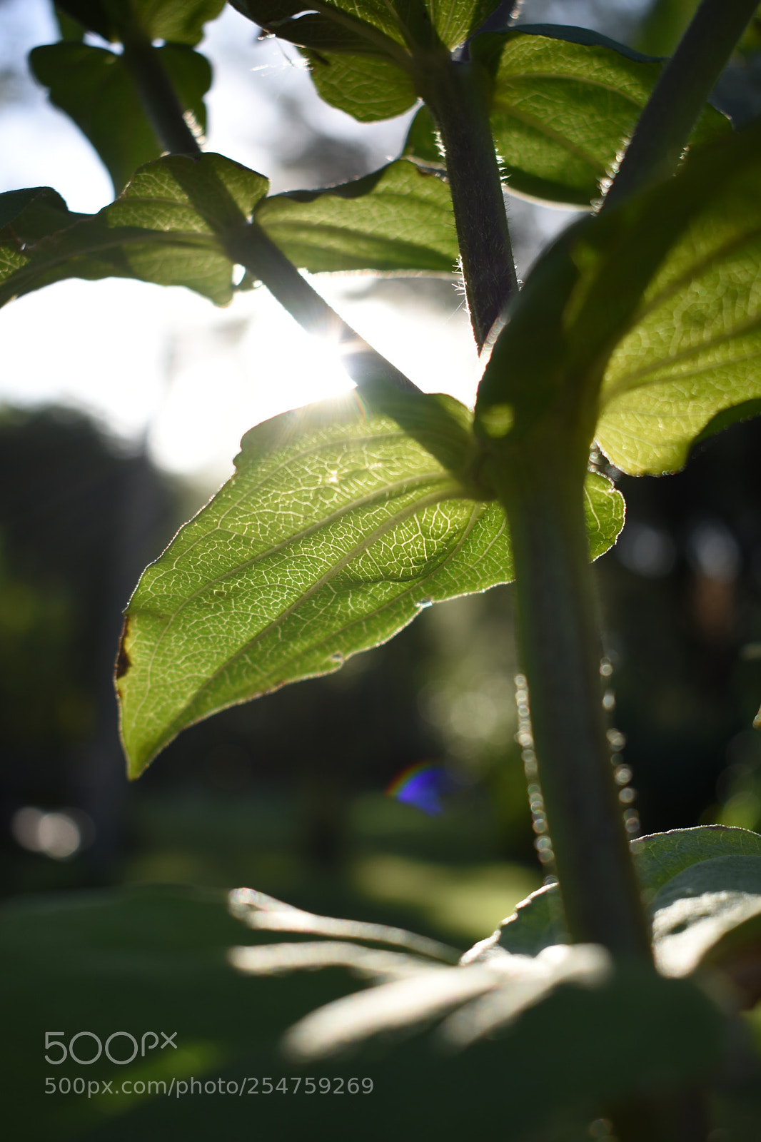 Nikon D3400 sample photo. 018.jpg photography