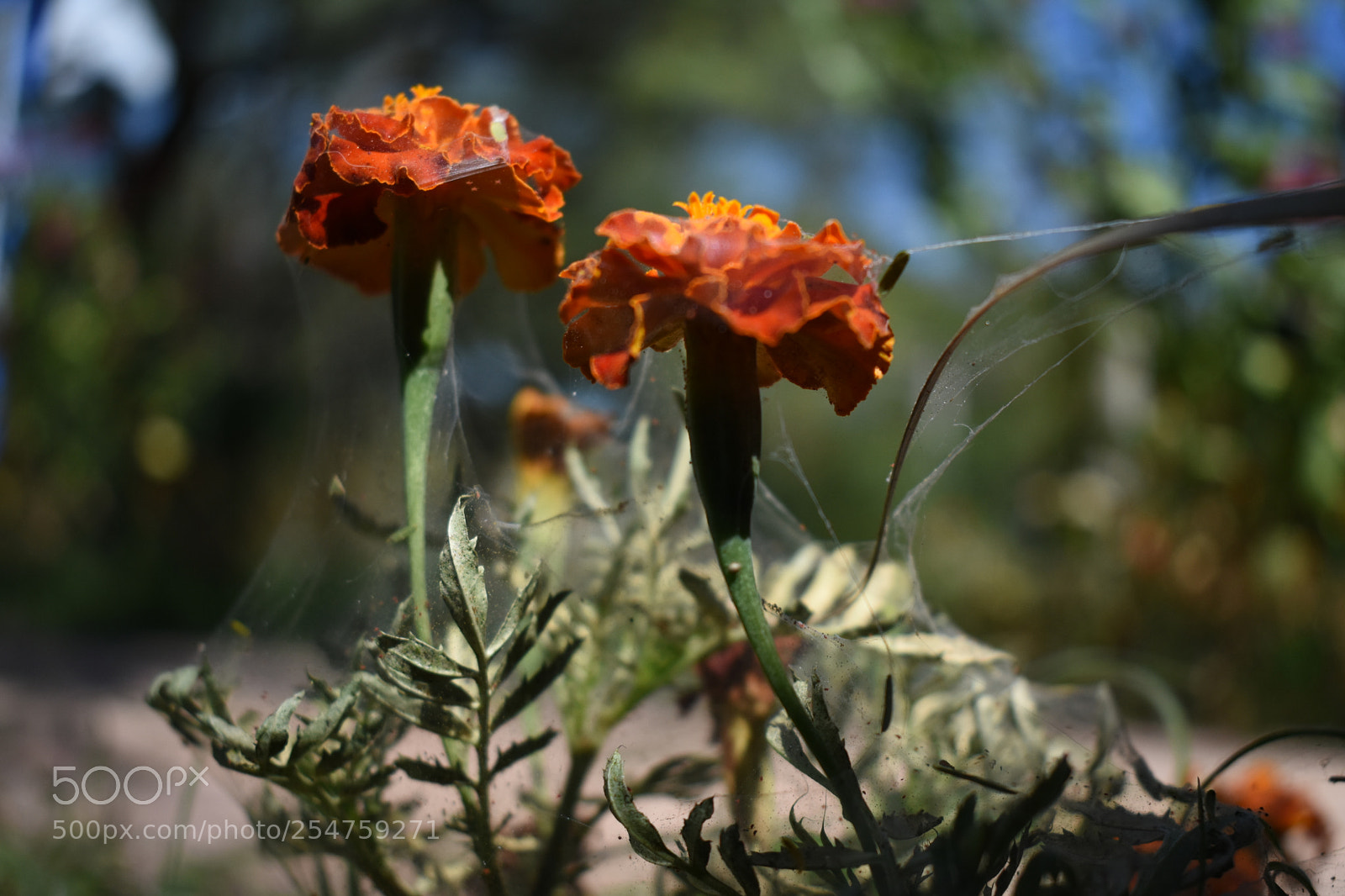 Nikon D3400 sample photo. 321.jpg photography