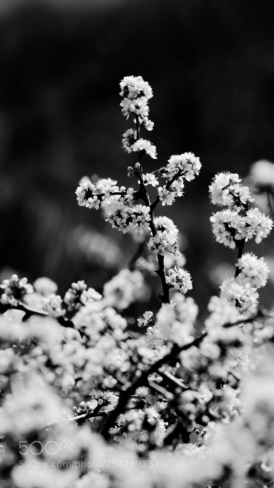 Canon EOS-1D Mark III sample photo. Img photography