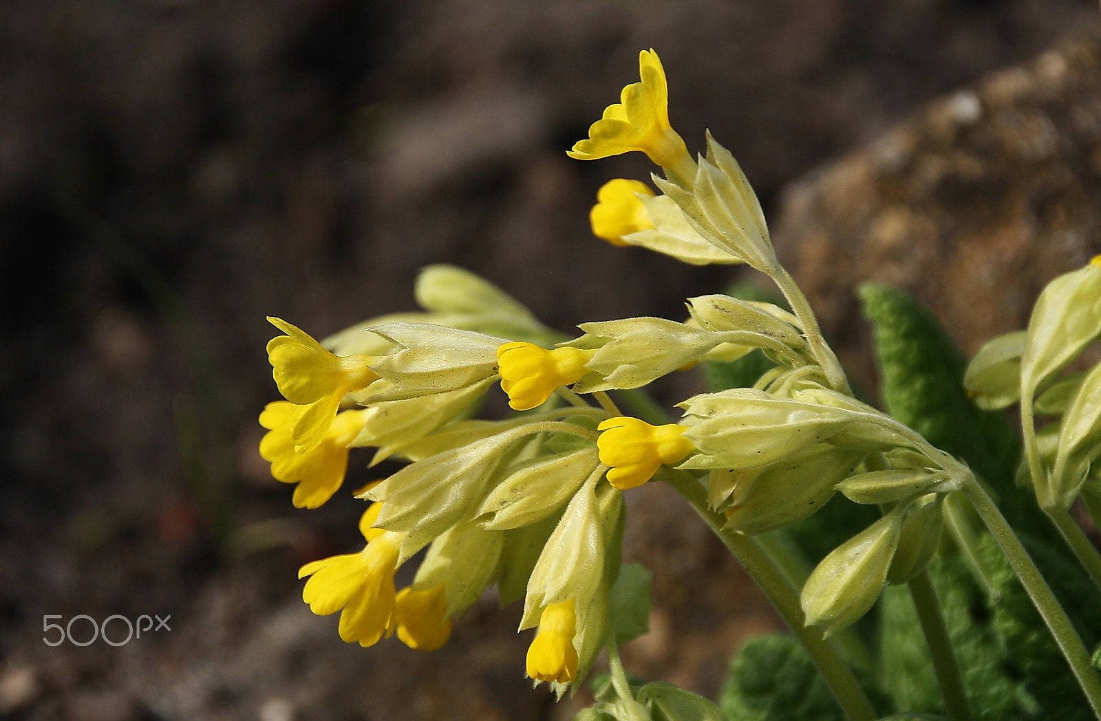 Canon EOS 1000D (EOS Digital Rebel XS / EOS Kiss F) sample photo. Primula vulgaris photography