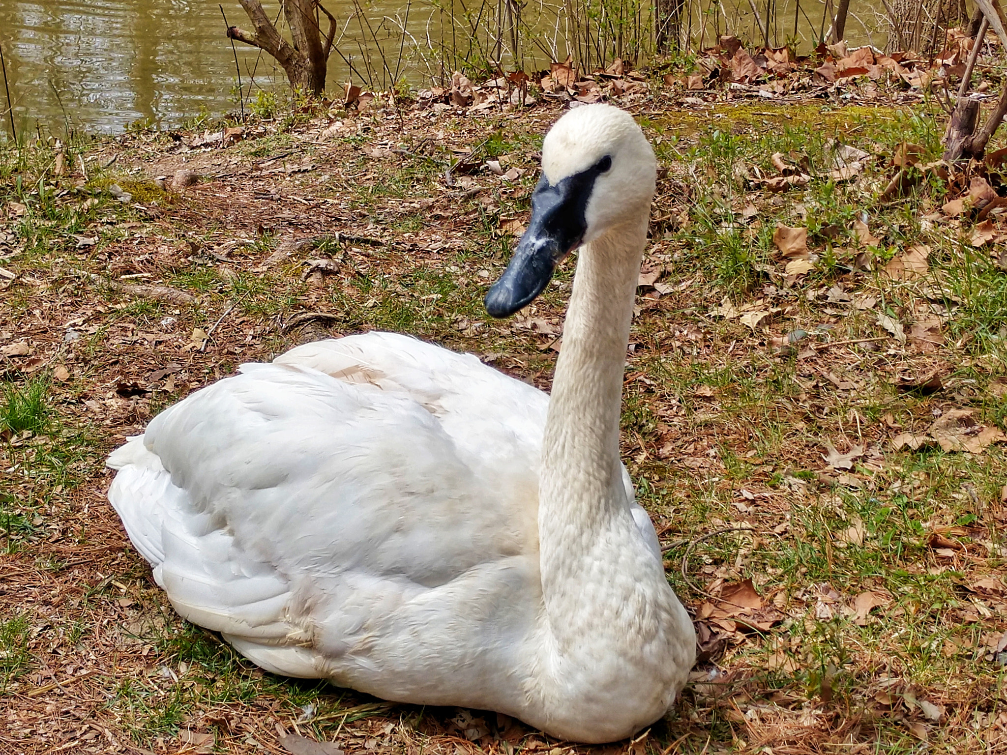 Motorola Moto Z (2) sample photo. Trumpeter swan contemplating... photography