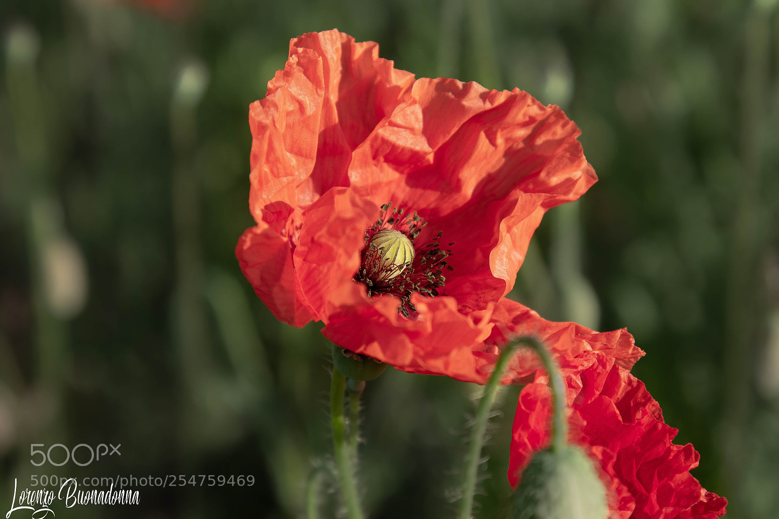 Canon EOS 7D Mark II sample photo. Only a poppy photography