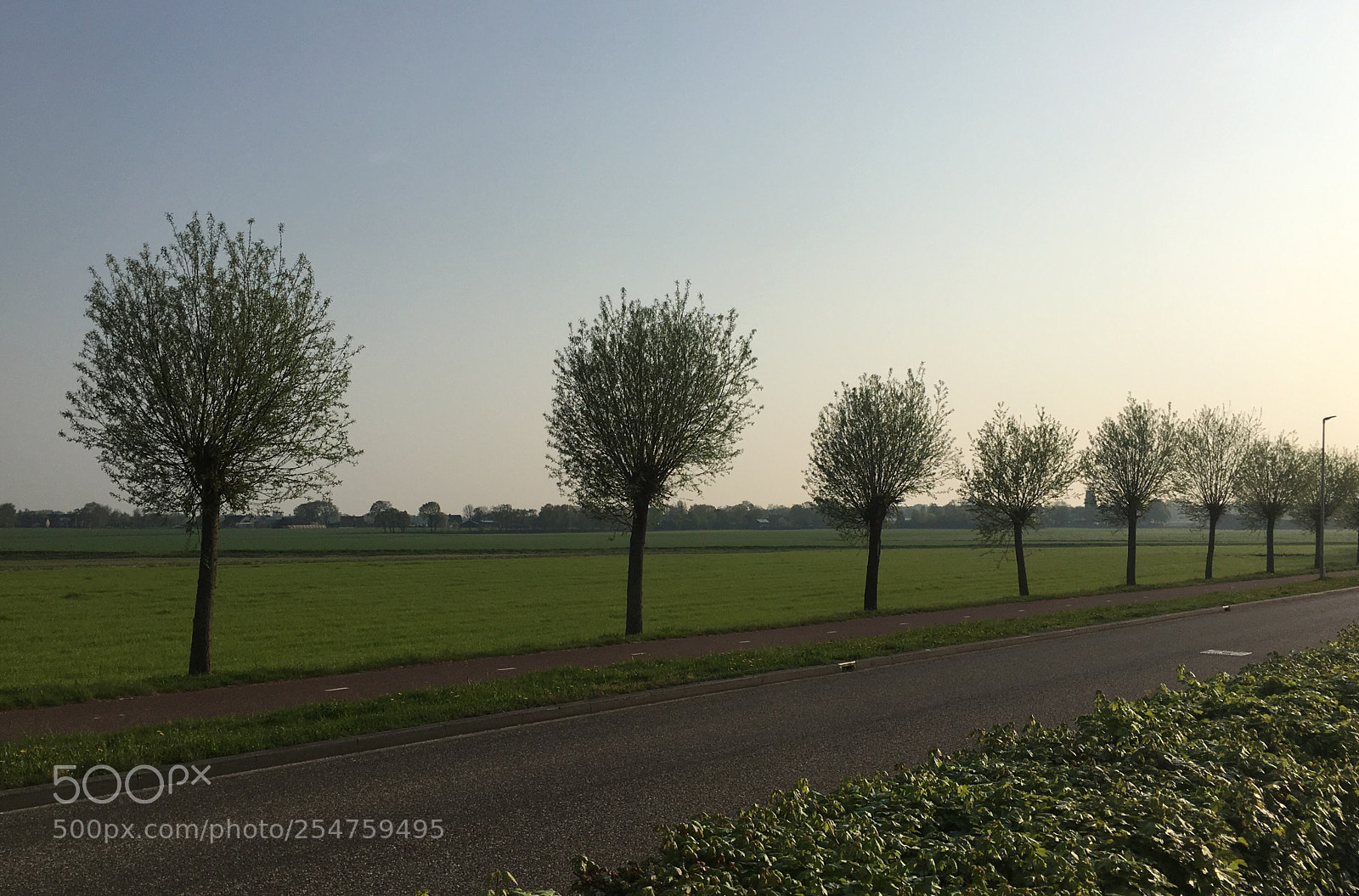 Apple iPhone 6s sample photo. Trivium trees photography