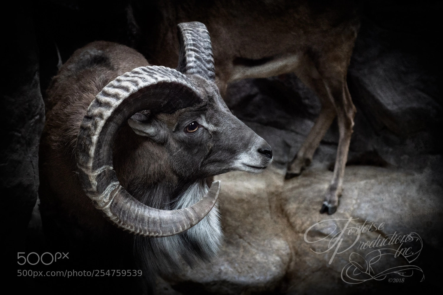 Nikon D4S sample photo. "transcapian urial" photography