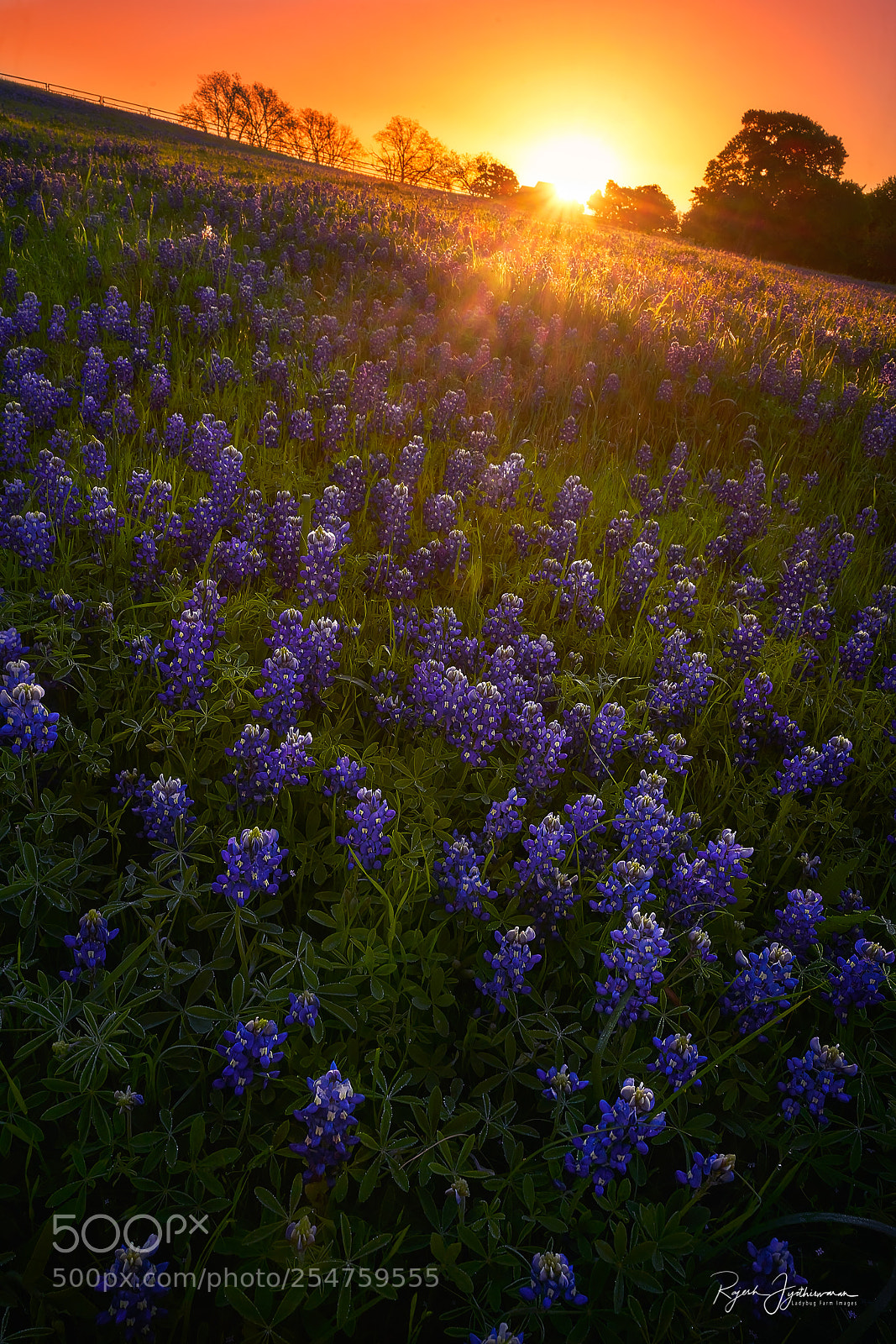 Sony a7R II sample photo. Tangerine blue photography
