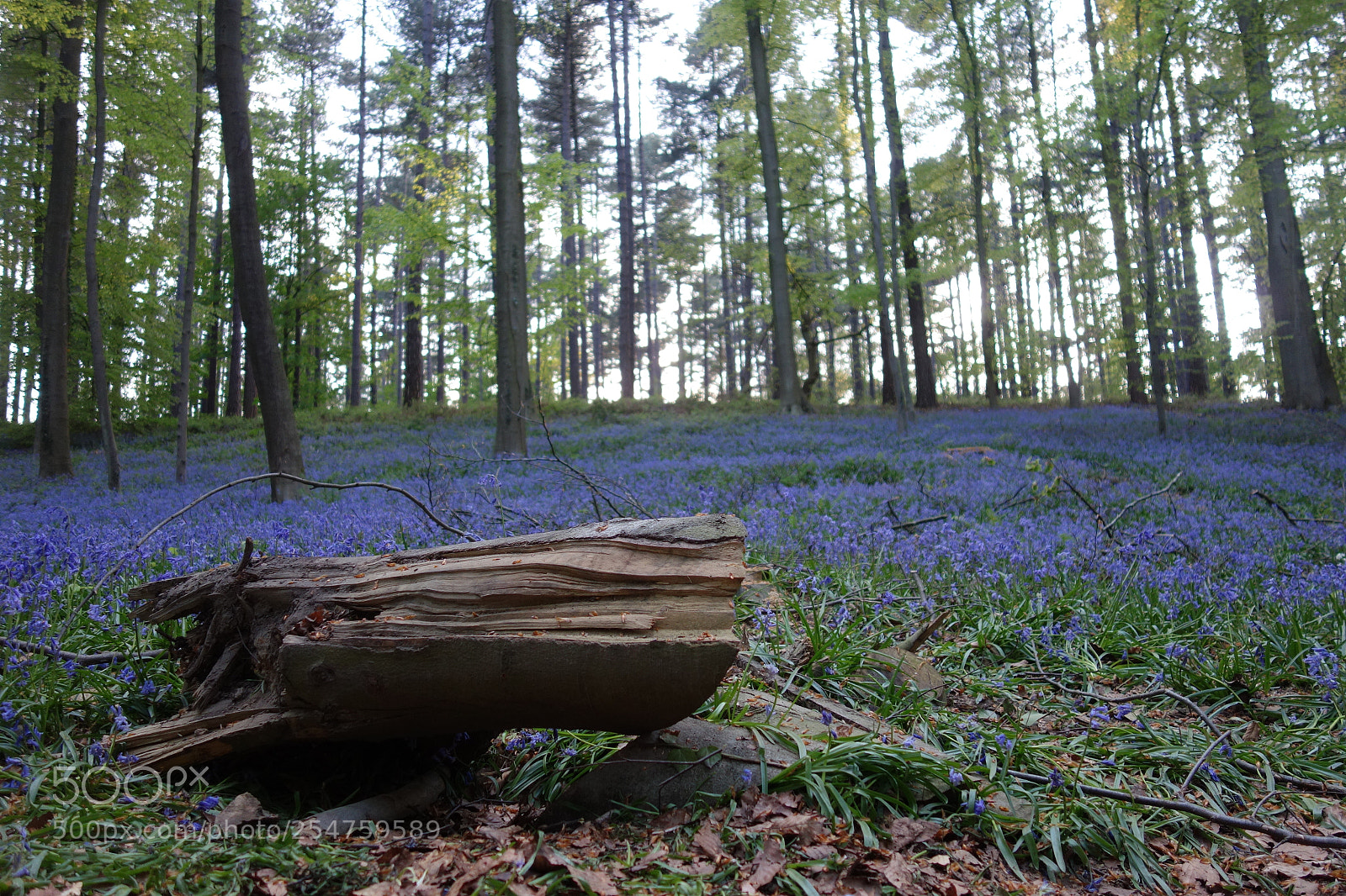 Sony Cyber-shot DSC-RX100 sample photo. Hallerbos #3 photography