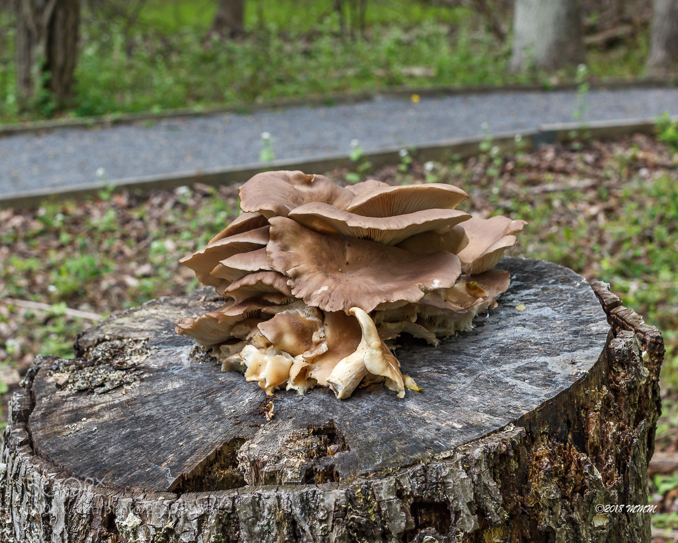 Canon EOS 1200D (EOS Rebel T5 / EOS Kiss X70 / EOS Hi) sample photo. Shrooms in the park photography