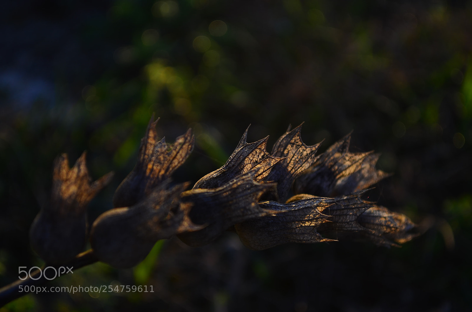 Nikon D5100 sample photo. Wild flower photography