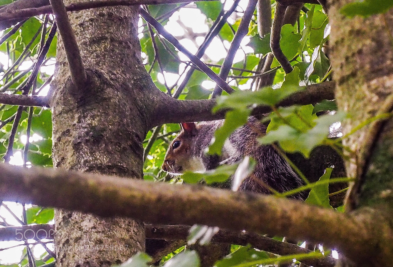 Olympus OM-D E-M10 II sample photo. Grey squirrel  photography