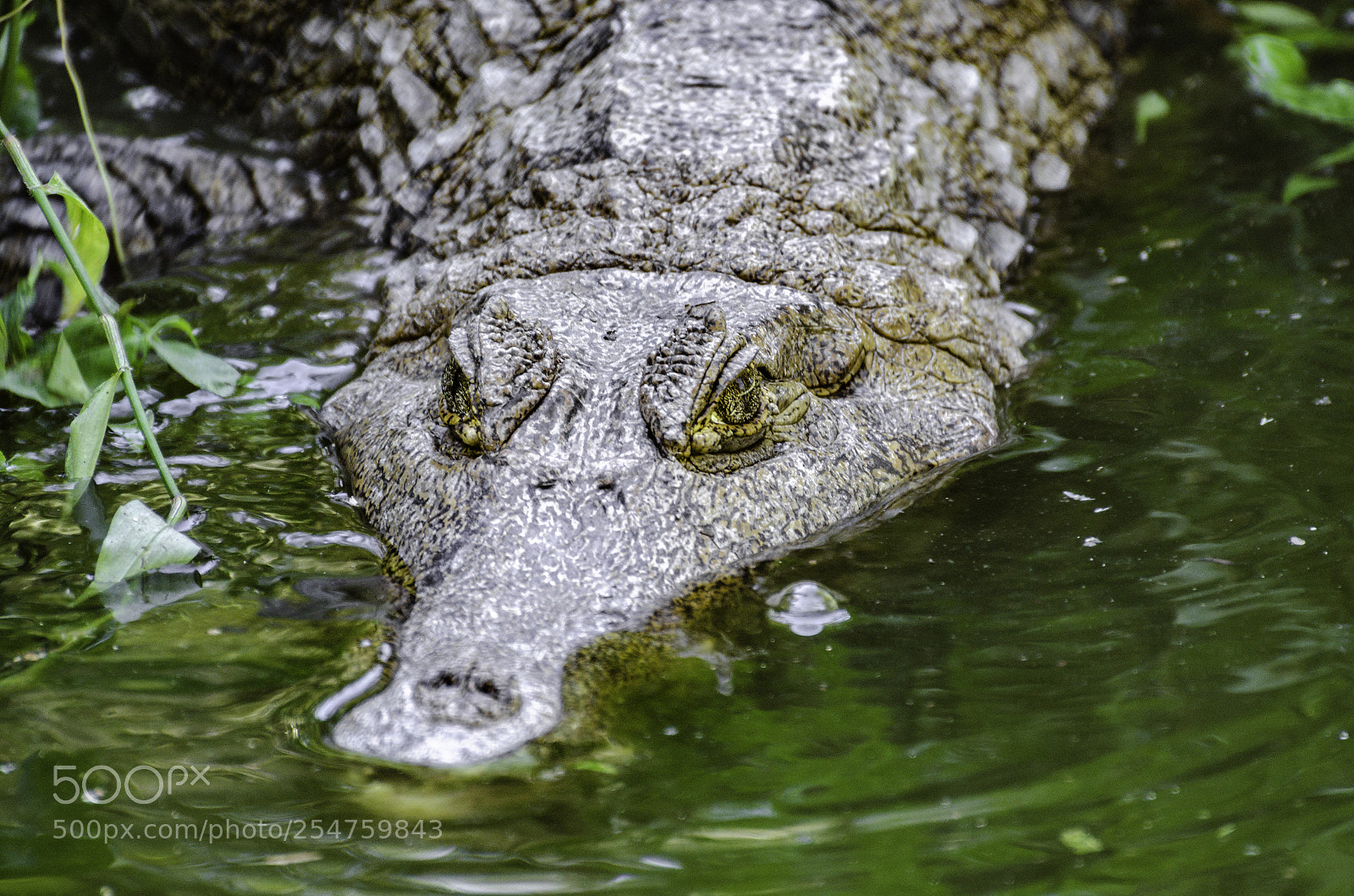 Nikon D7000 sample photo. Caiman photography