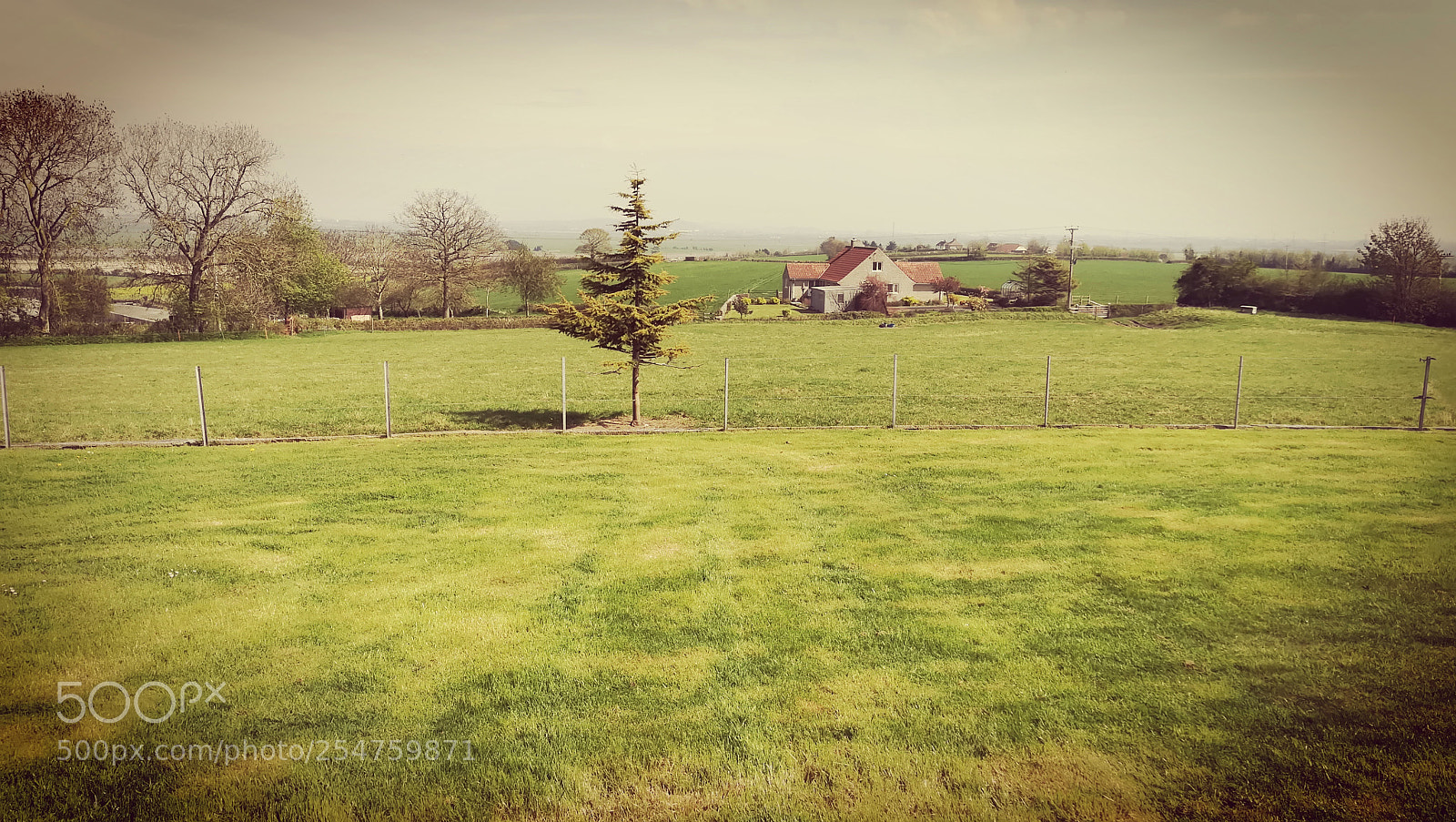 HUAWEI PRA-LX1 sample photo. The lonely tree photography