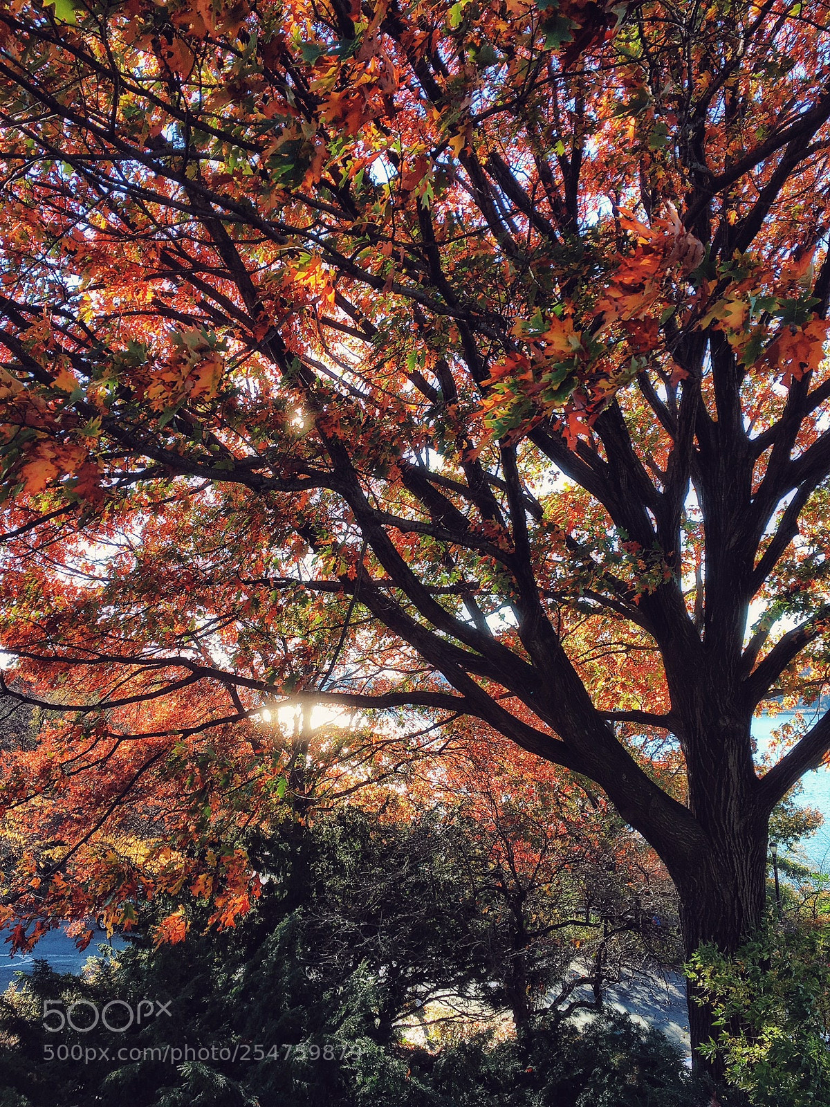 Apple iPhone 6s sample photo. Fall photography