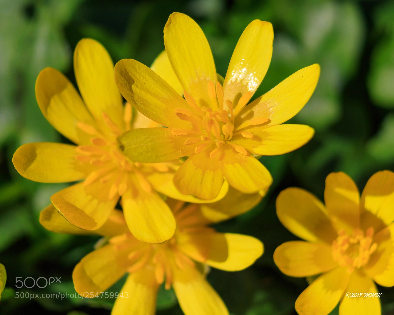 Canon EOS 77D (EOS 9000D / EOS 770D) sample photo. Mmm photography