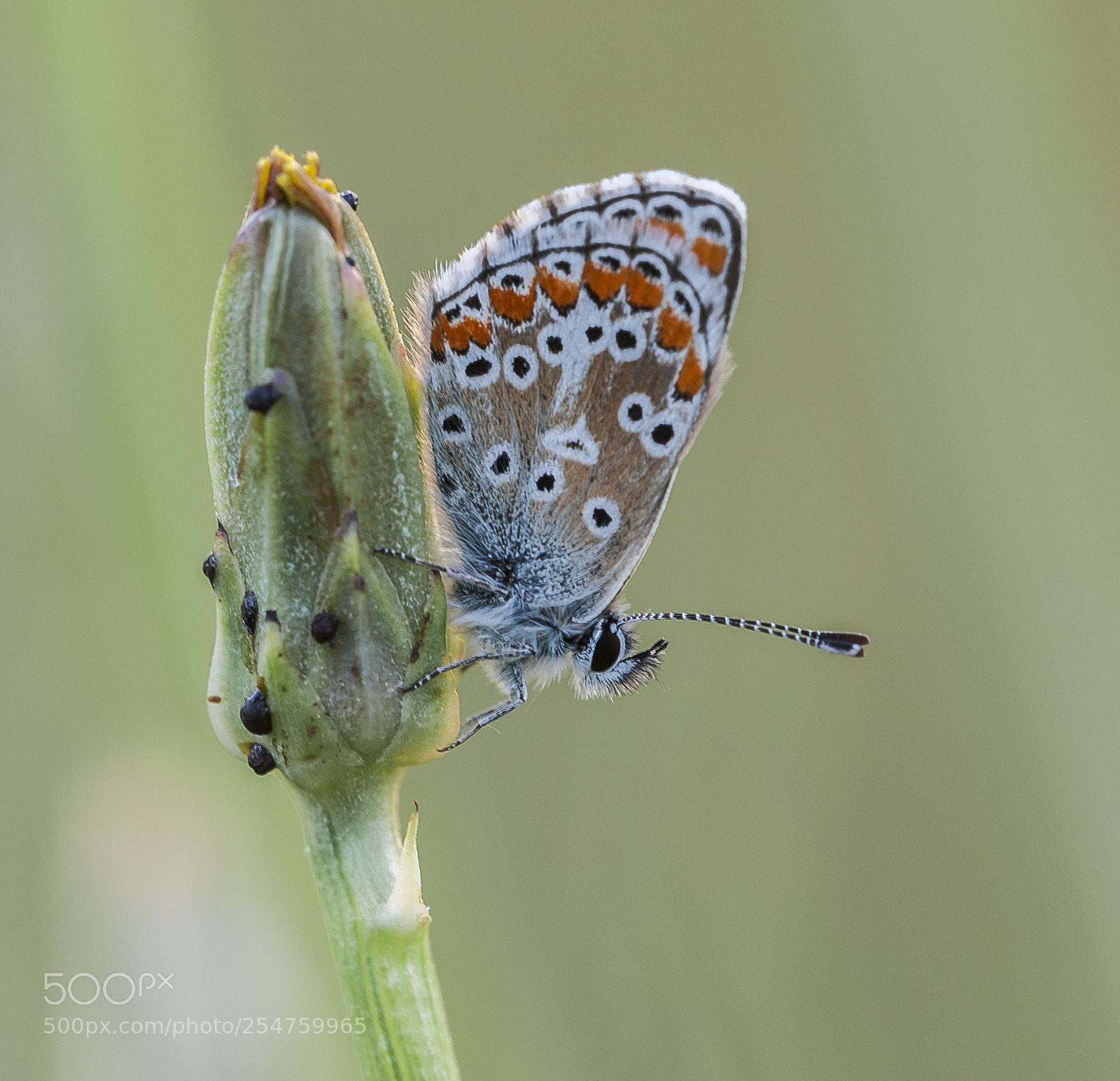Nikon D3 sample photo. Mariposilla photography